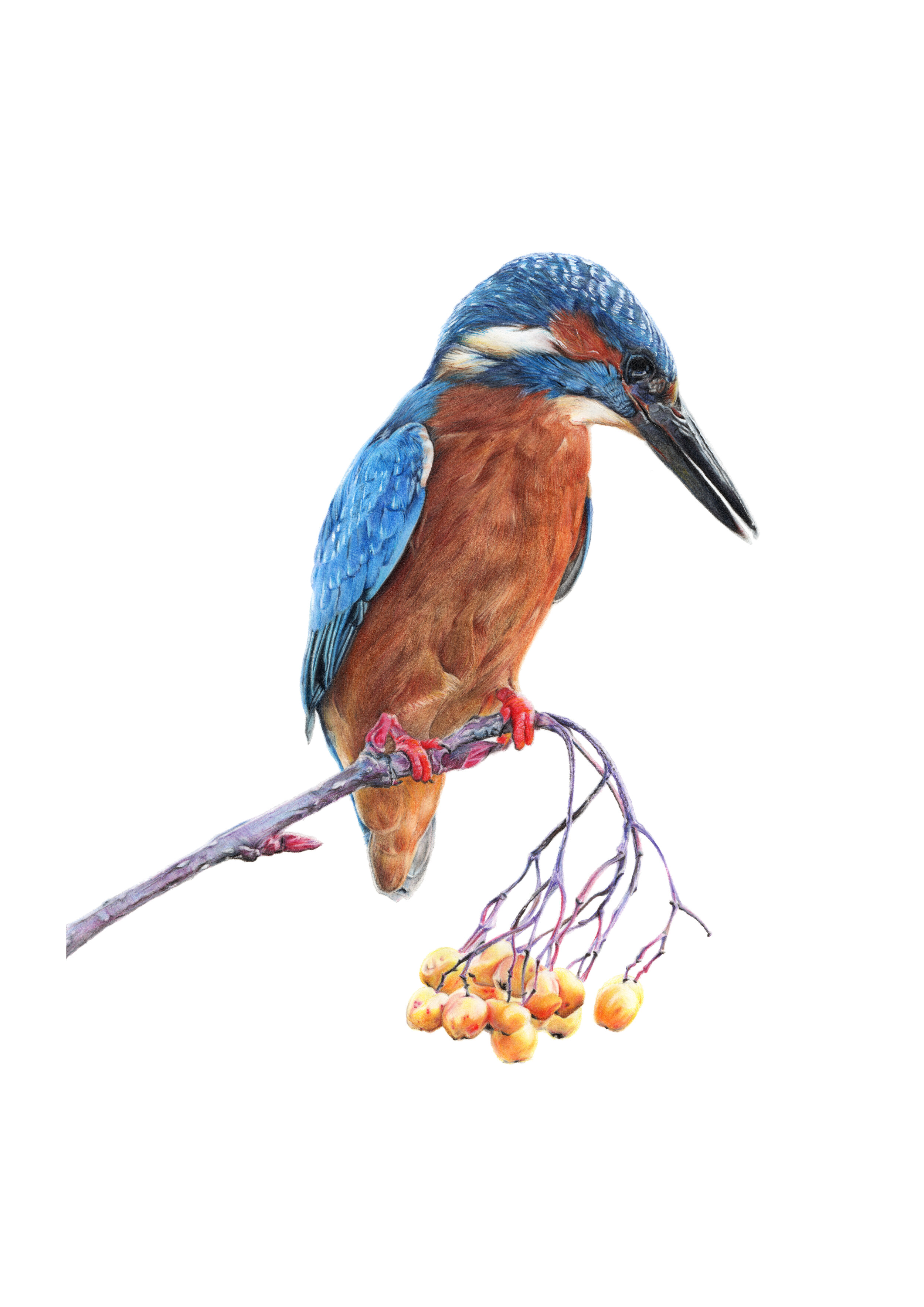 Kingfisher Diving Watercolour Print | Wildlife Artist Sandi Mower | Gekko  Art