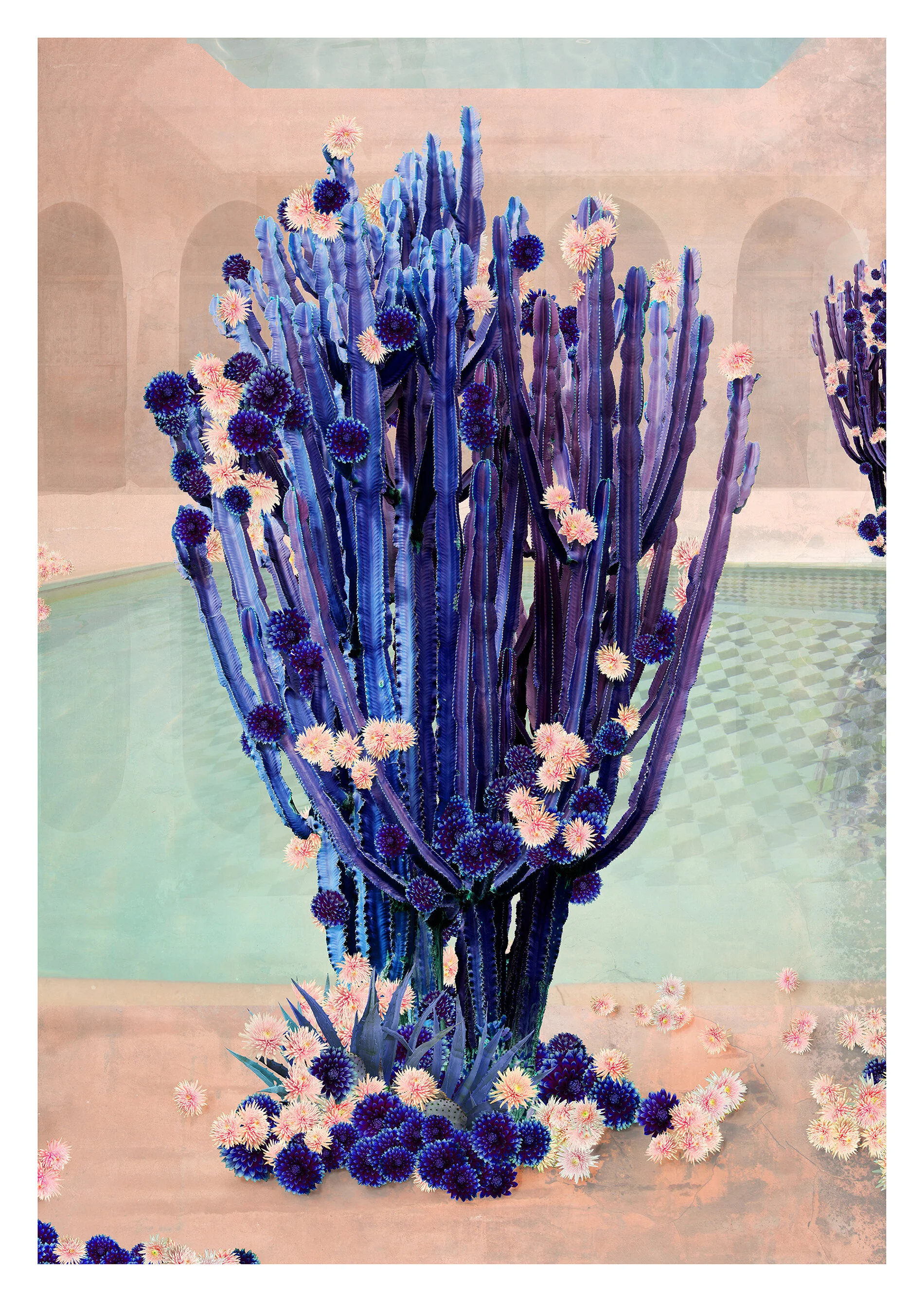 cactus Swim TOAF TN SMALL.jpg