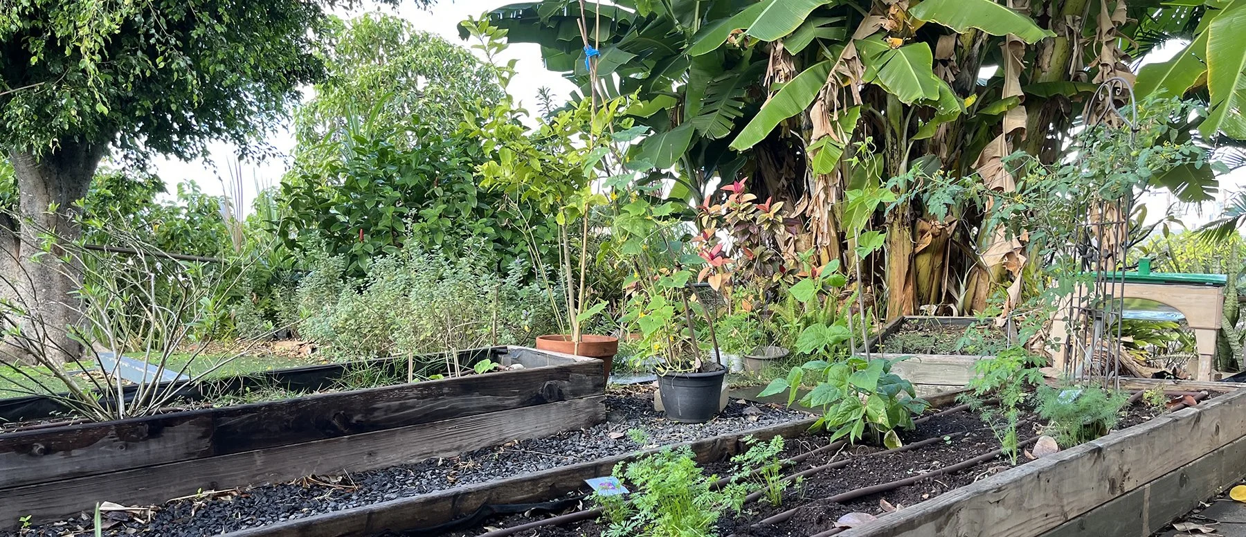 A lush garden with various potted and planted plants, surrounded by green trees and bushes, with a banana tree in the background.