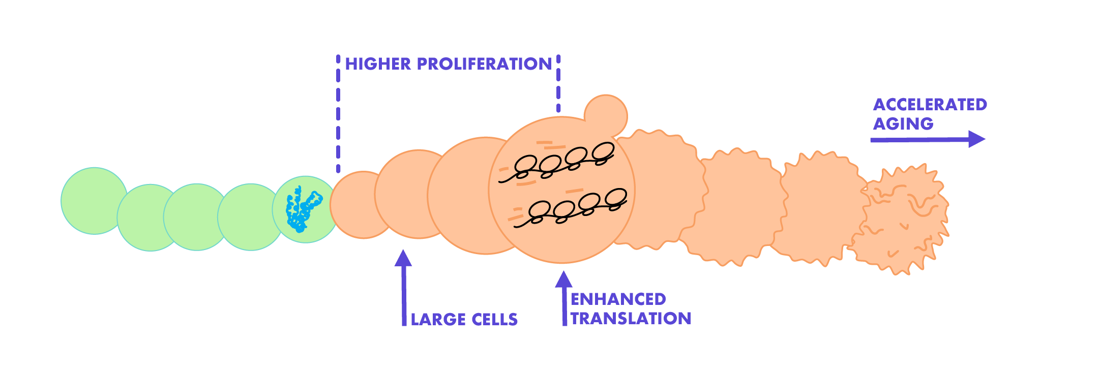 ResearchSection_graphs_v3-03.png