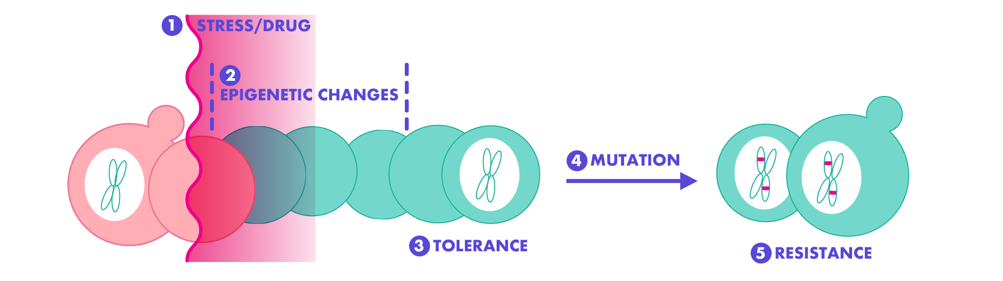 ResearchSection_graphs_v3-02.png