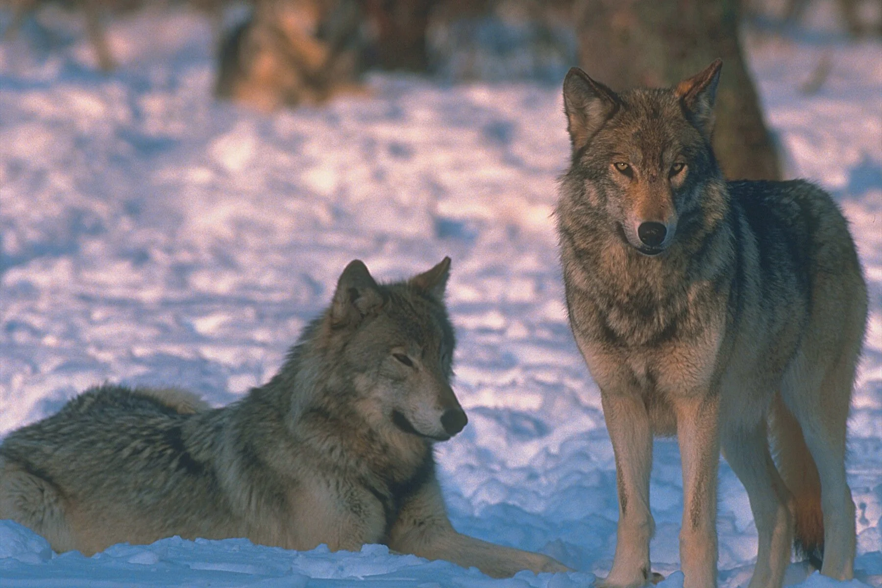YEL0949B_Wolves.jpg