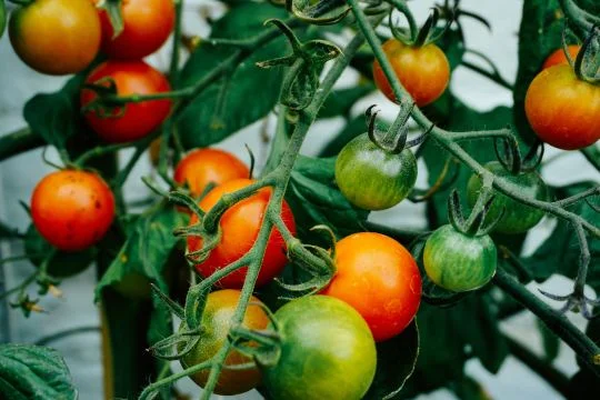 tomatoes.jpg