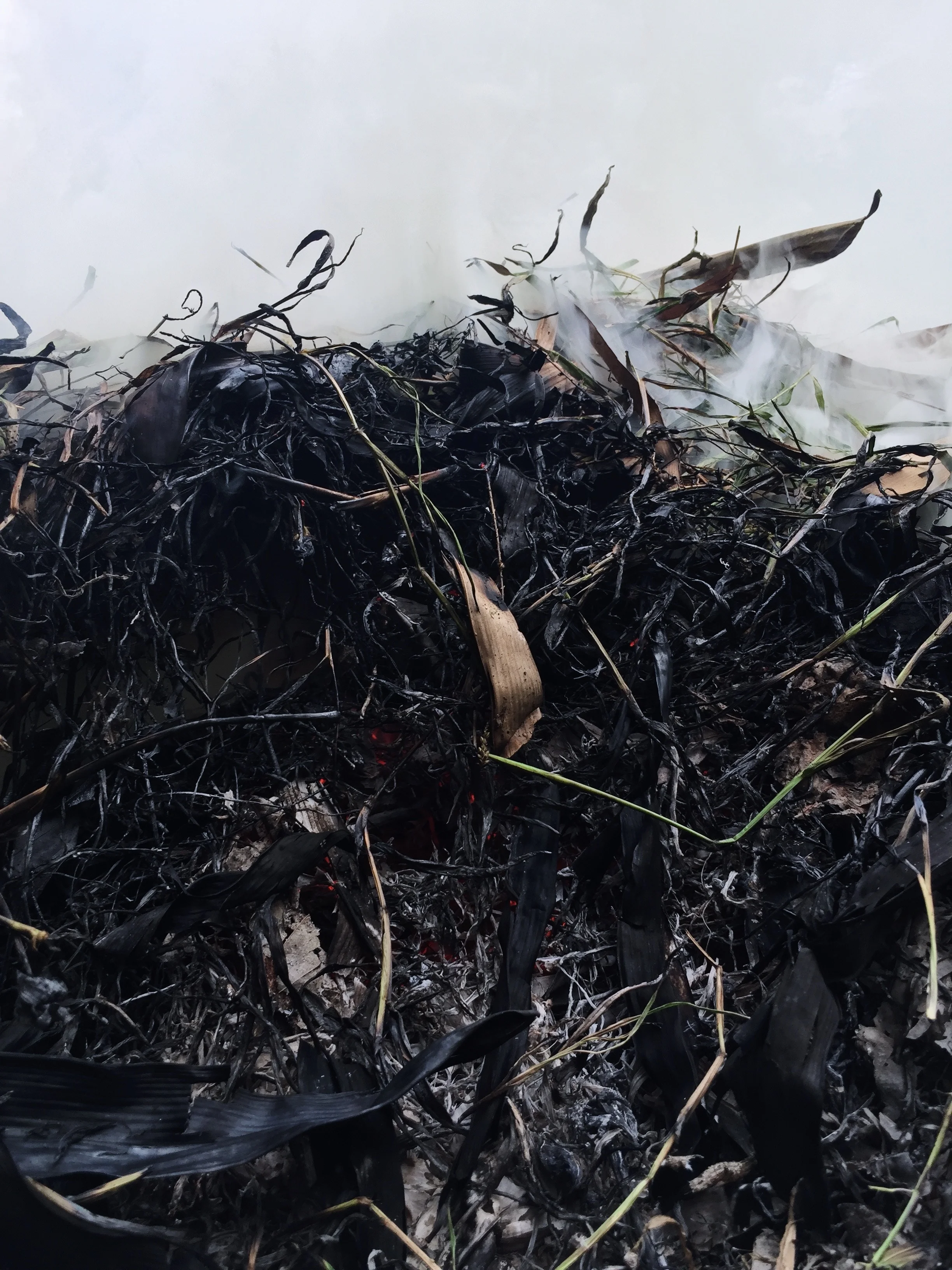 compost1.jpg