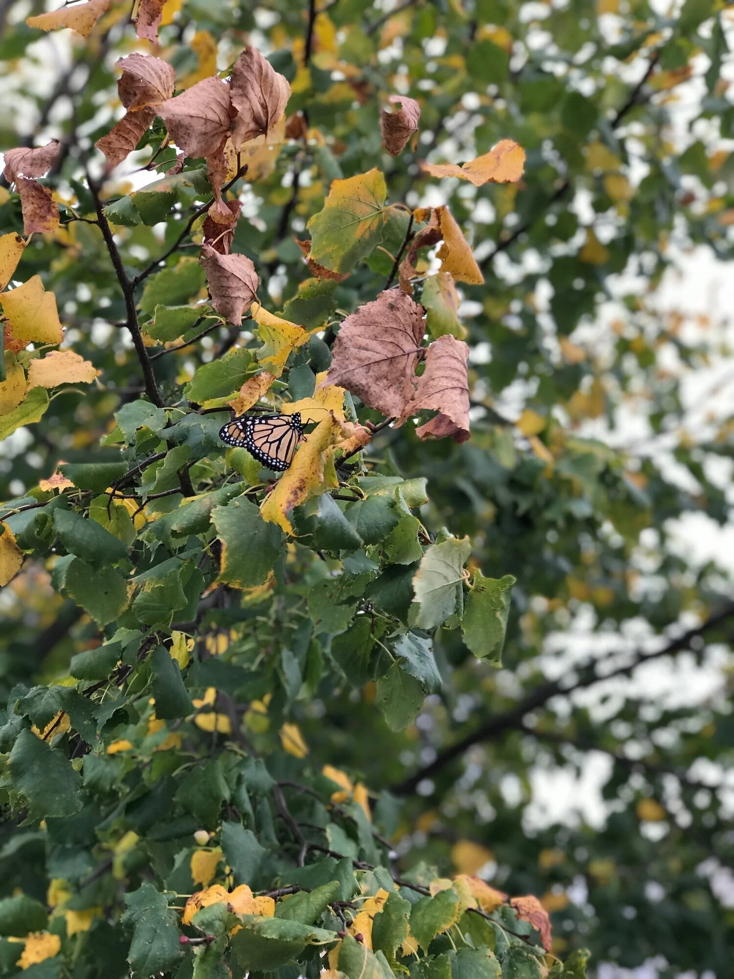 Seven Hundred Thirty Days: Year Two