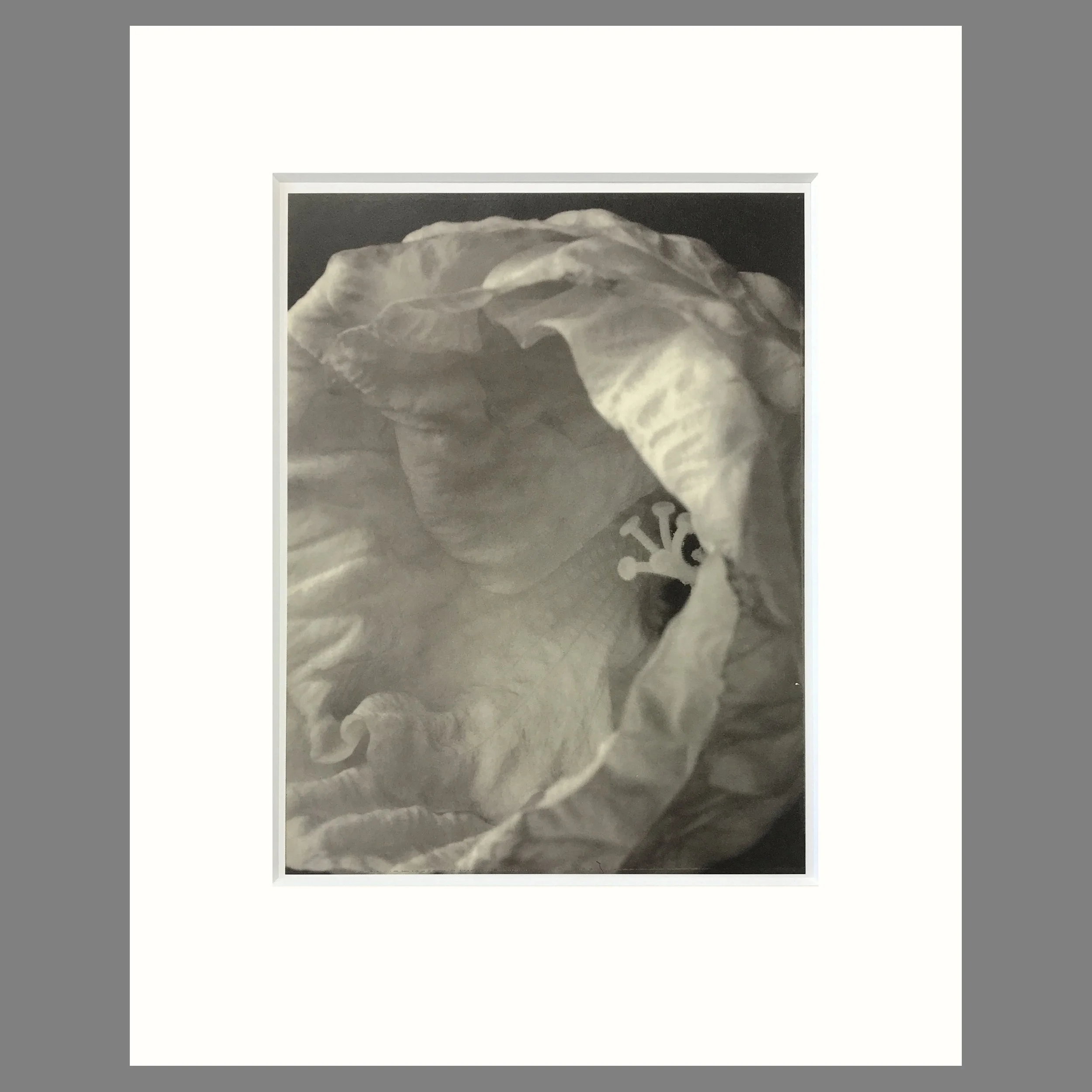 Tom Baril Botanica - Hibiscus Bud Plate 53 - 16 x 20 Matted Flower Print
