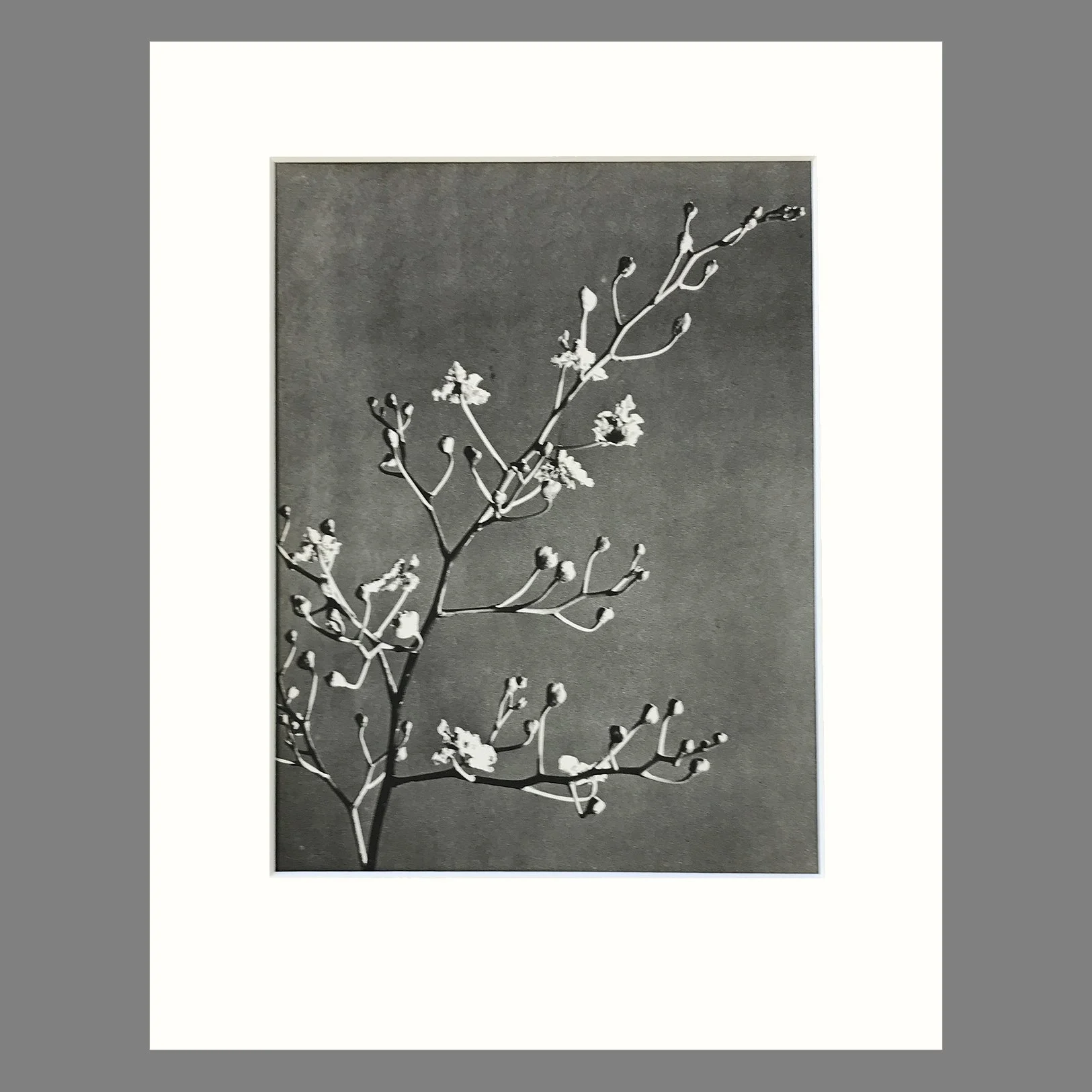 Plate 187 - Oncidium 11 x 14.jpg
