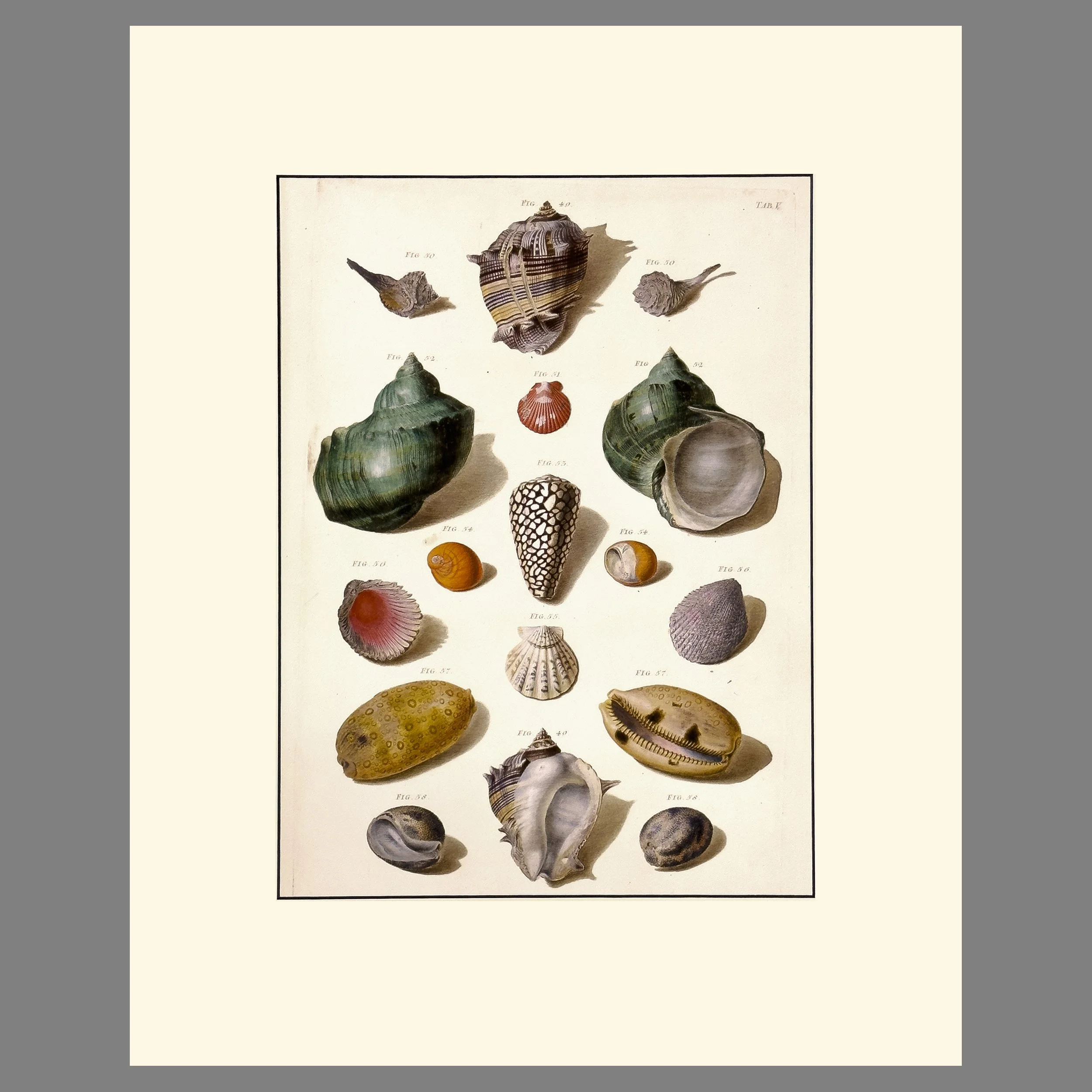 Regenfus Shell Print - Plate V - Matted Natural History Print 16 x 20 Inches