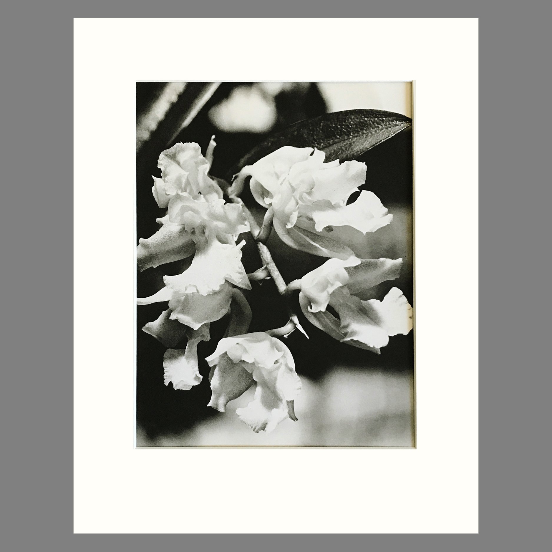 Black and White Orchid Photograph - Rodriguezia Orchid Plate 159 - 11 x 14 Inch Matted Print