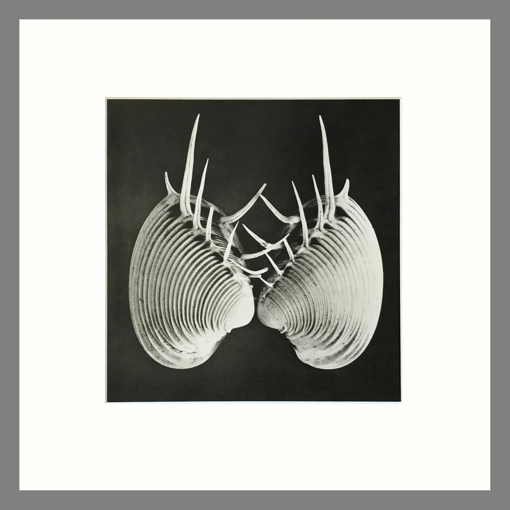 Black & White Shell Photograph - Pacific Comb Venus Plate 176 - 16 x 16 Matted Print