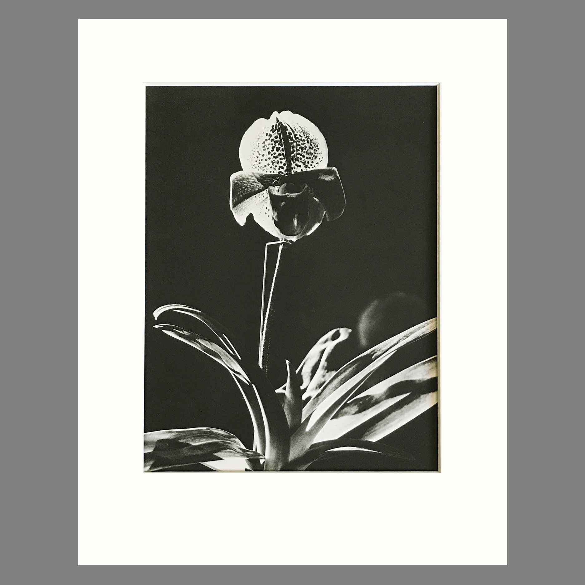 Orchid Photograph - Paphiopedilum Plate 15 - Matted Black & White Photogravure Print 11 x 14 Inches