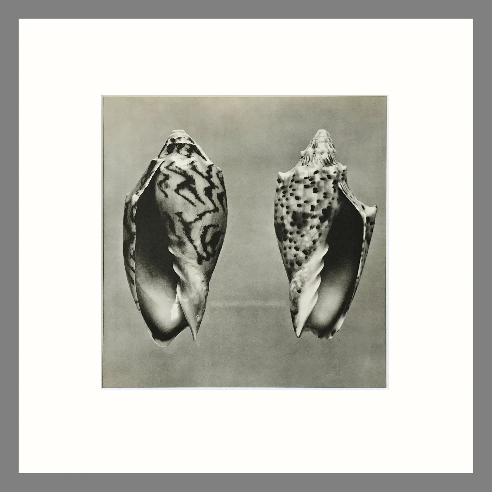 Black & White Shell Photograph - Volute Shells Plate 116 - 16 x 16 Matted Print