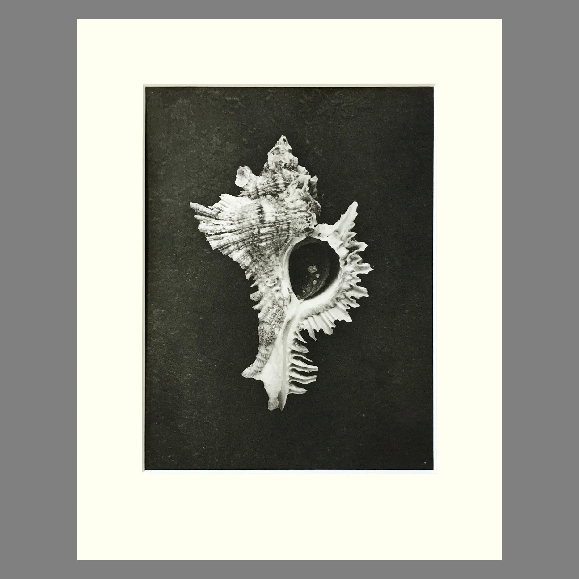 SHELL PHOTOGRAVURES — Dallas A. Saunders Studio