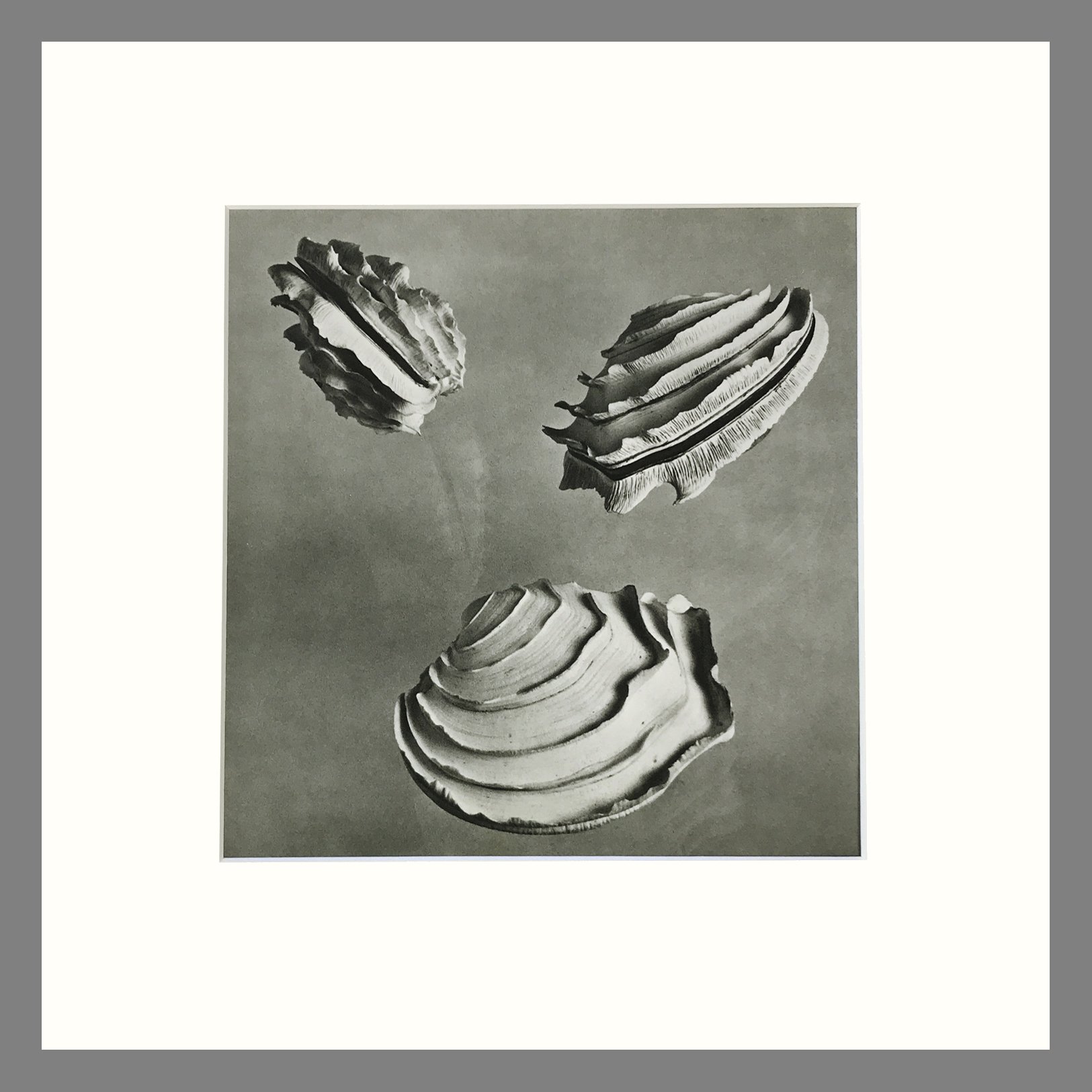 Shell Plate 177 Left.jpg