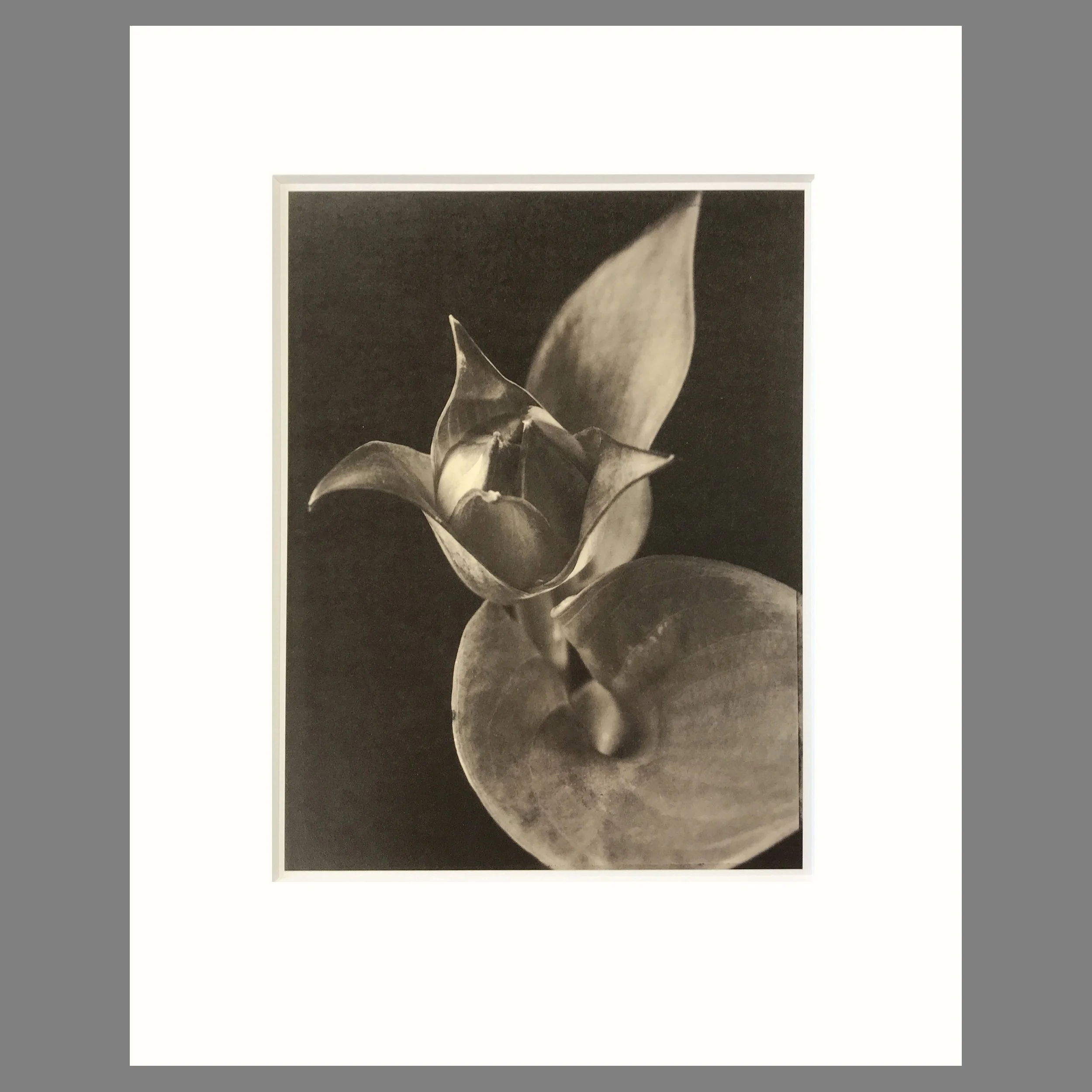 Tom Baril Botanica - Hosta Plate 36 - 16 x 20 Matted Flower Print