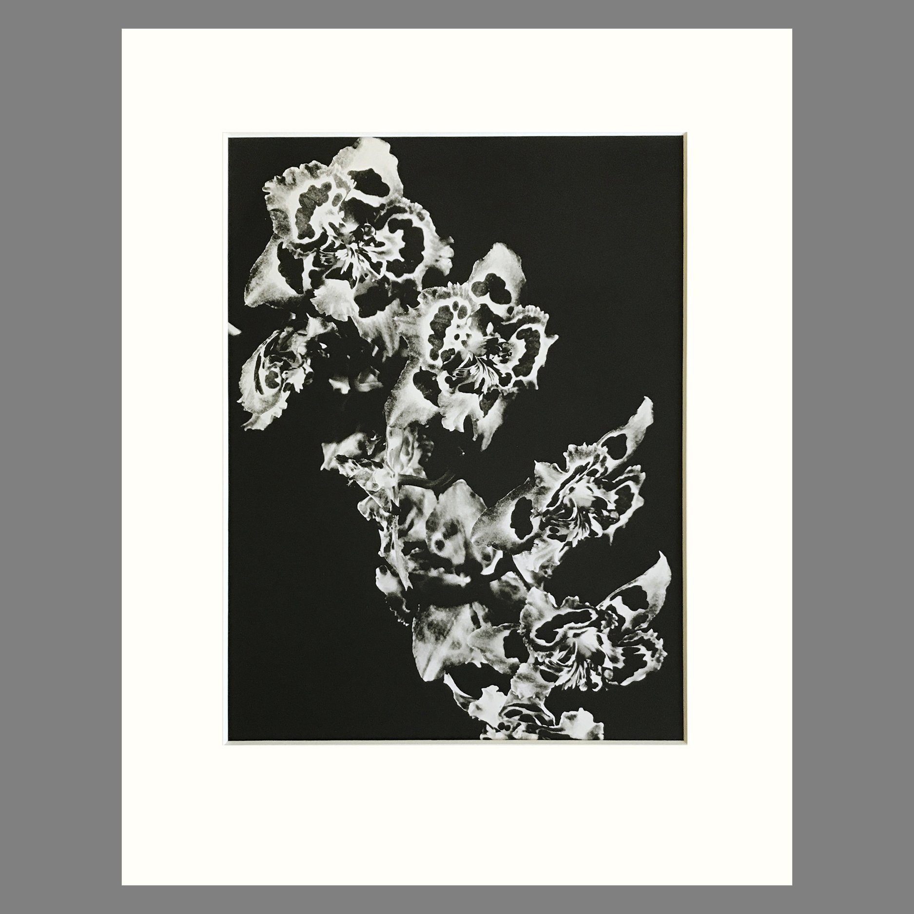 Plate 172 - Odontoglossum, O. Tees.jpg