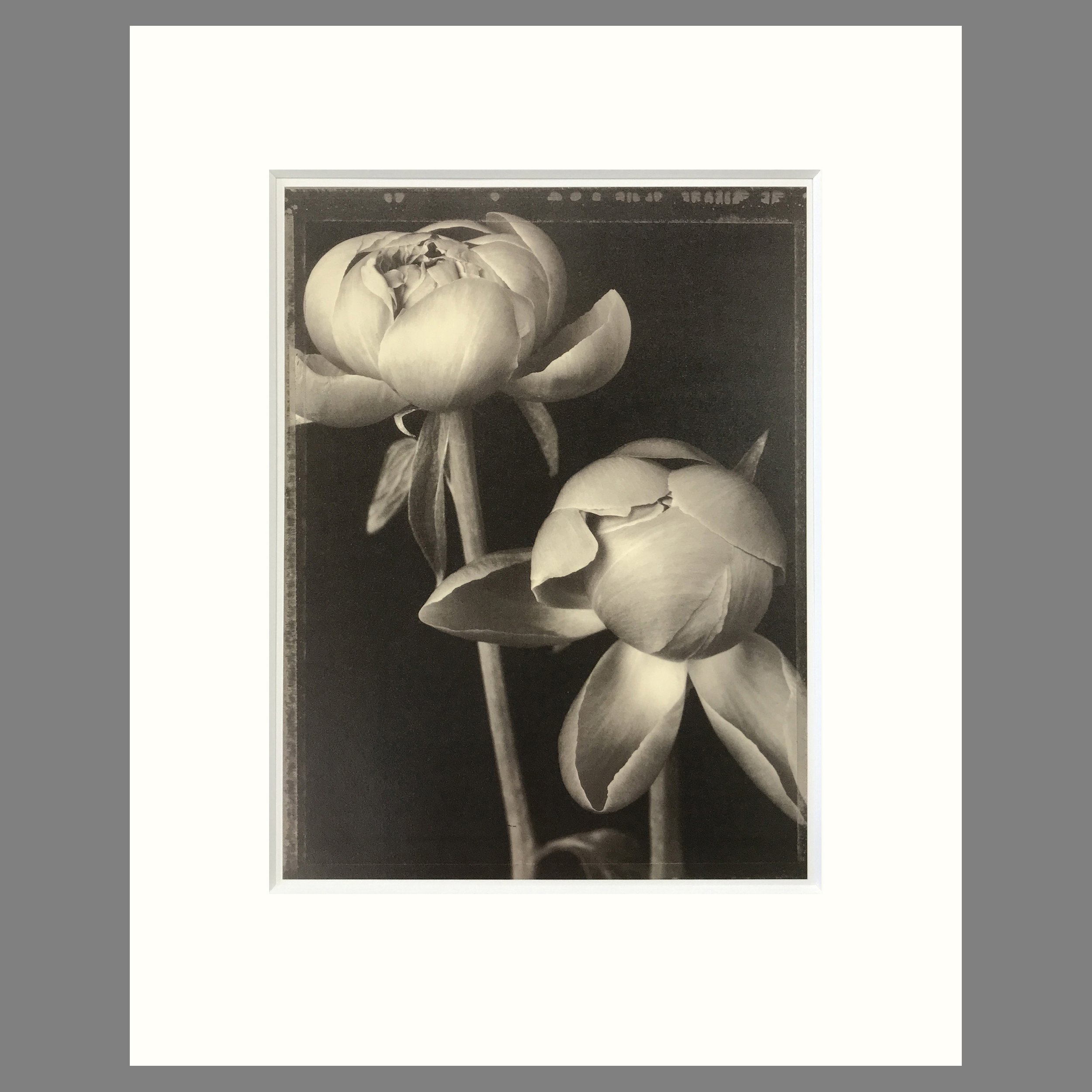 Baril - Plate 21 Peony BudsSQ.jpg