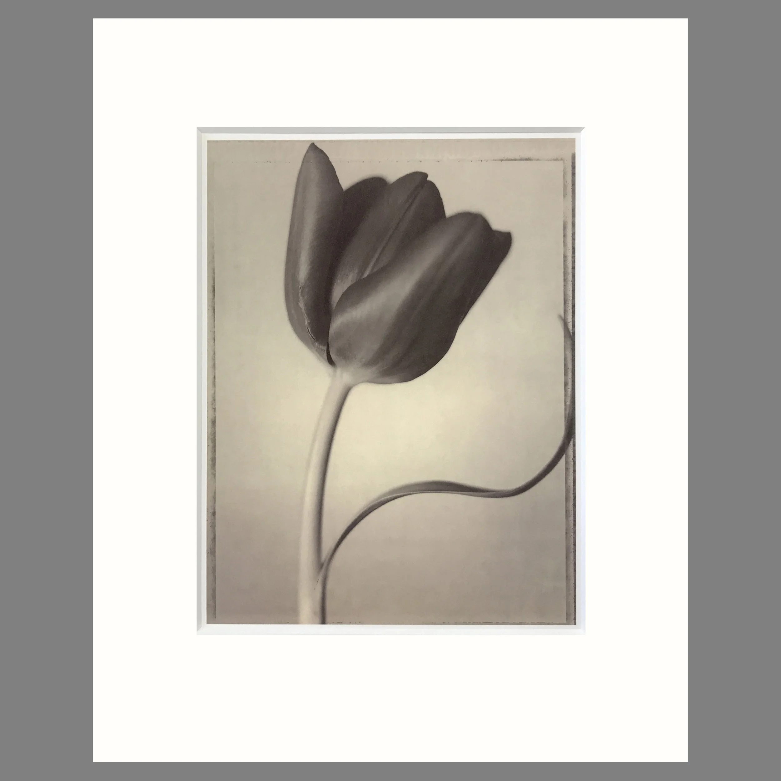 Tom Baril Botanica - Tulip Plate 57 - 16 x 20 Matted Flower Print