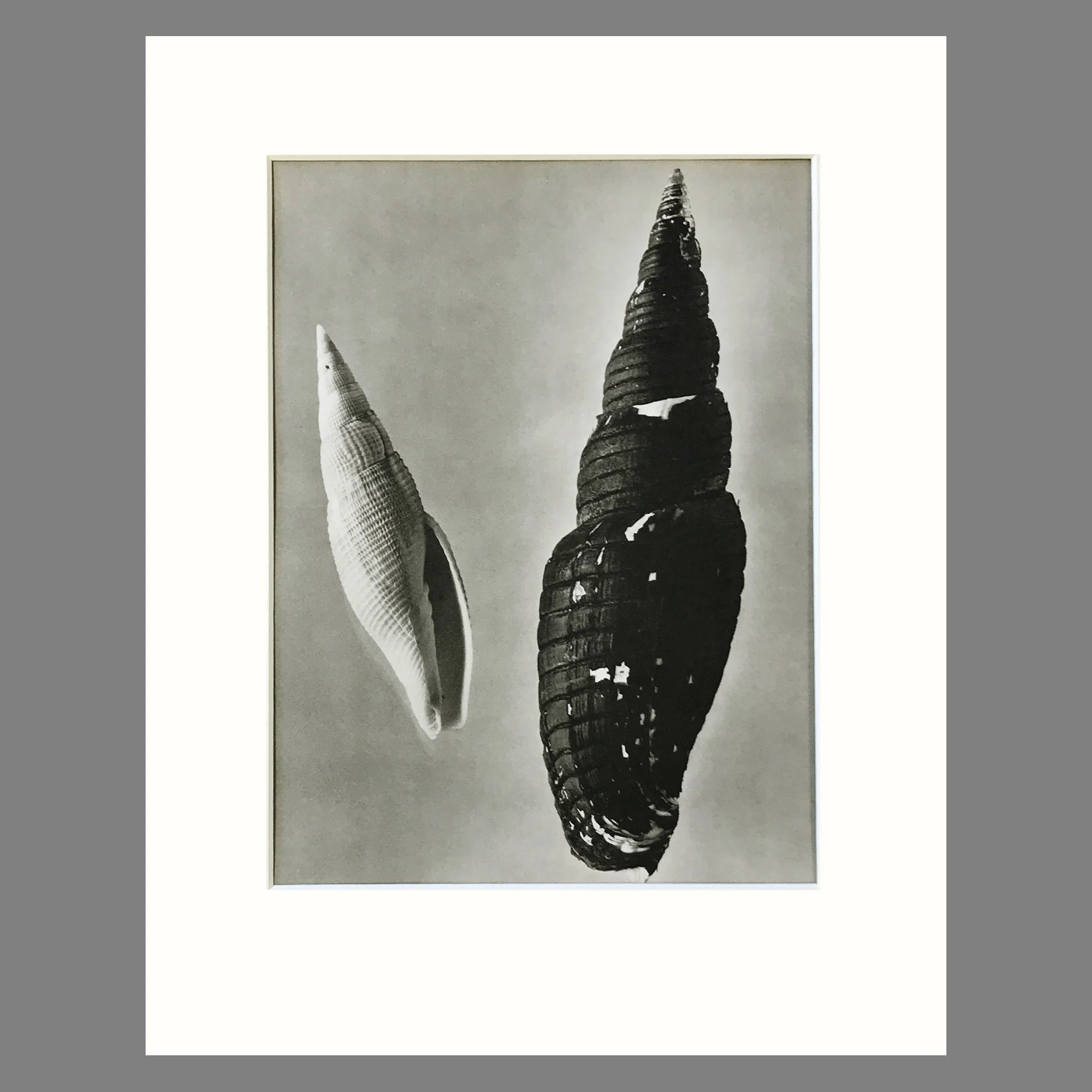 Black and White Shell Photograph - Miter Shells Plate 101 - 11 x 14 Matted Print