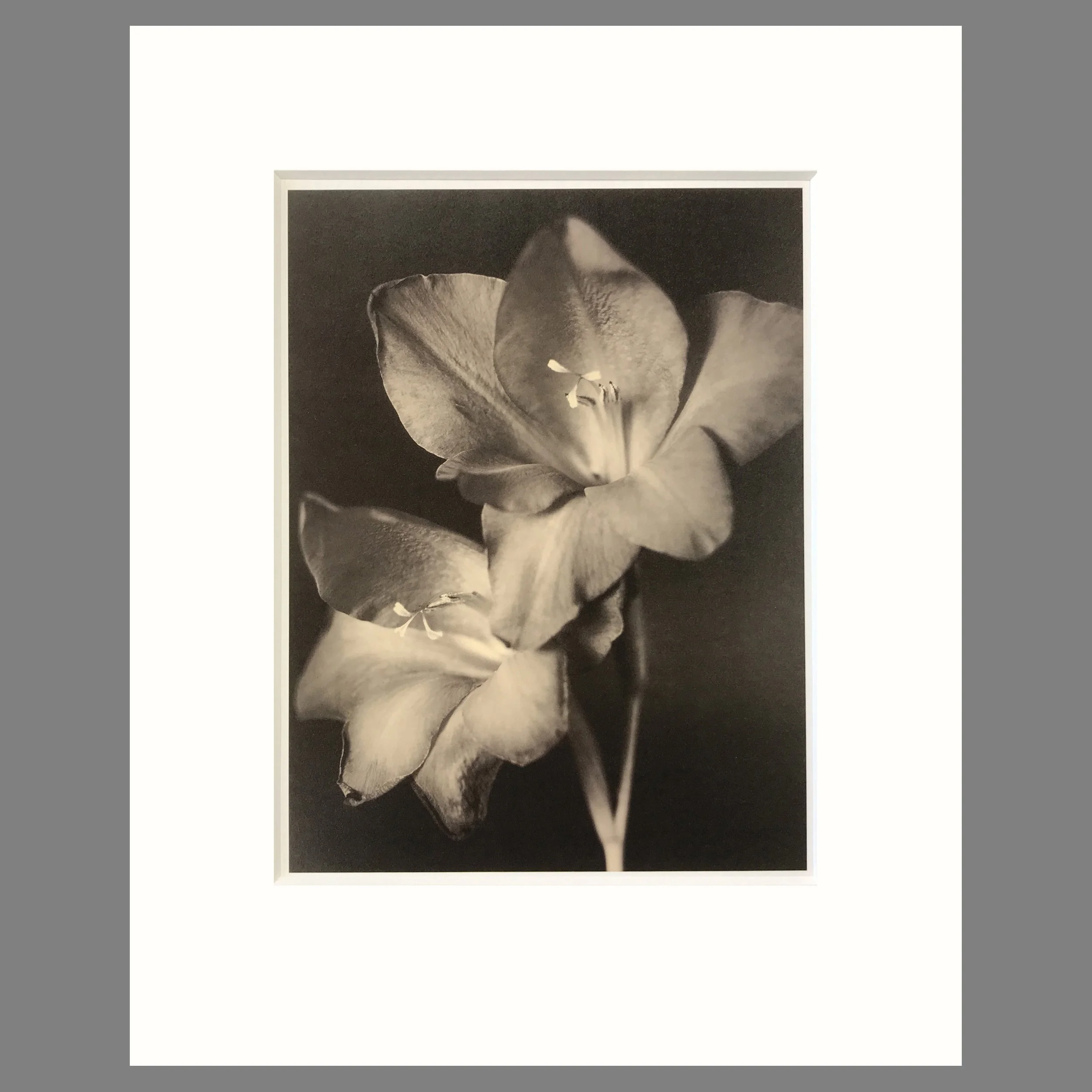Tom Baril Botanica - Two Glads Plate 29 - 16 x 20 Matted Print