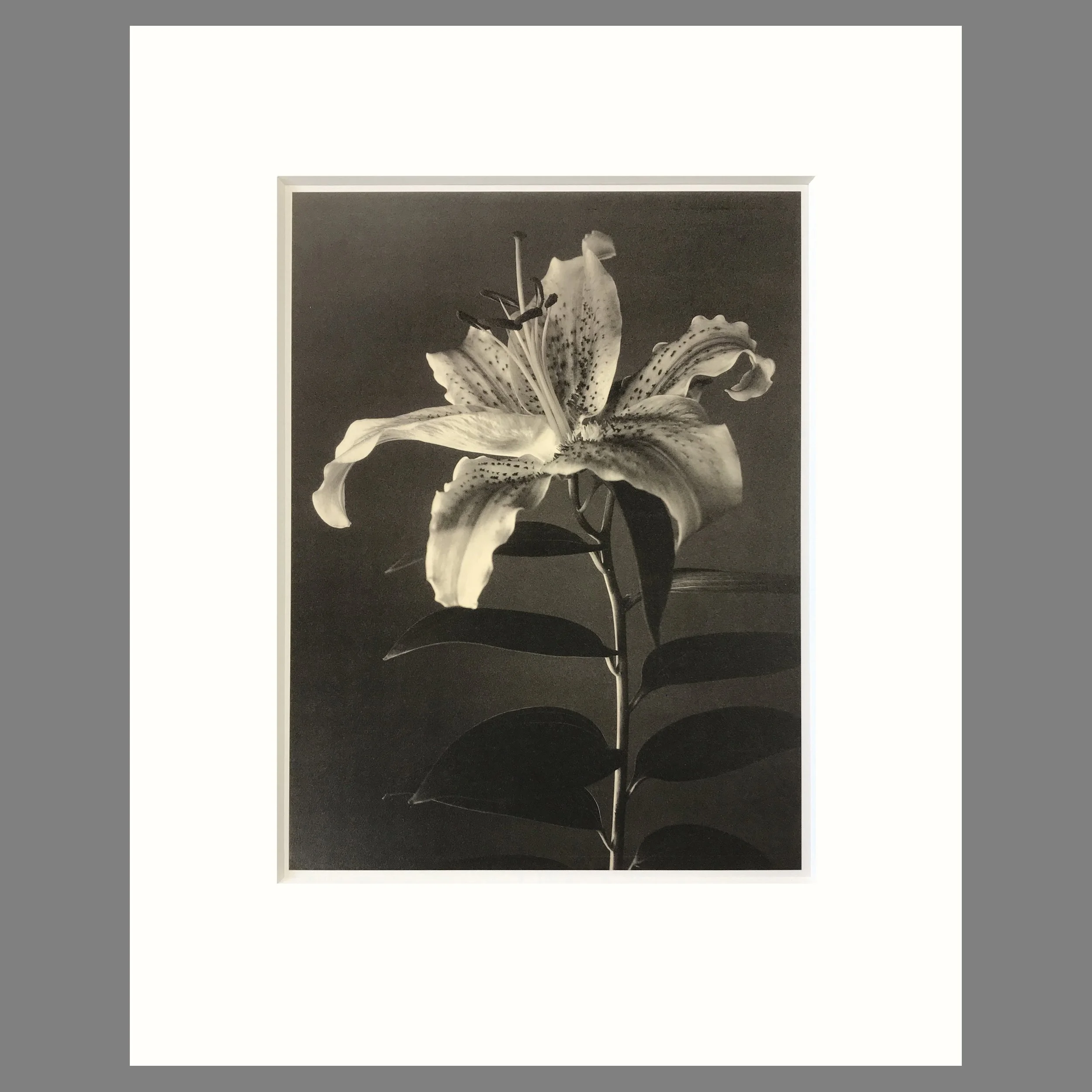 Tom Baril Botanica - Lily Plate 51 - 16 x 20 Matted Flower Print