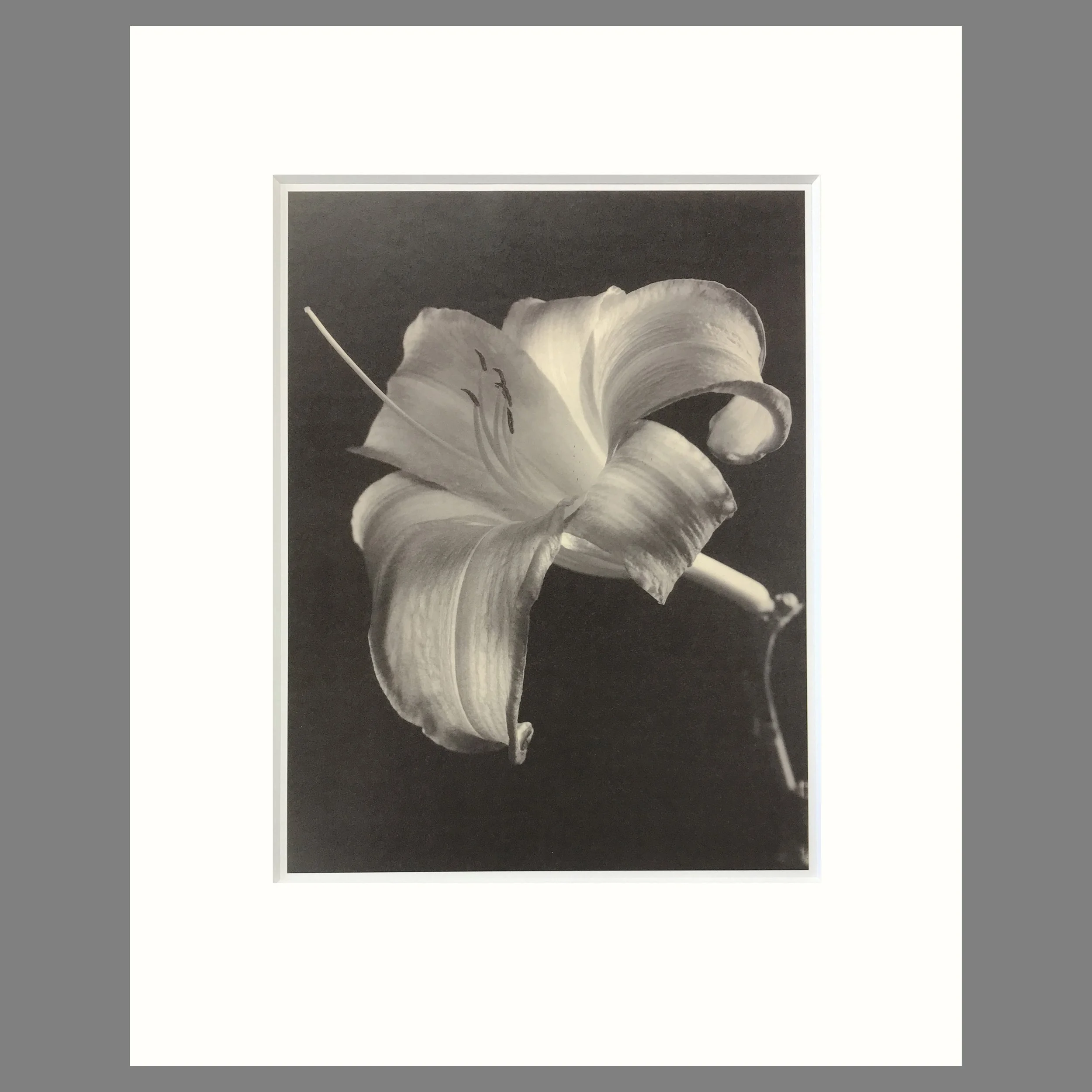 Tom Baril Botanica - Day Lily Plate 52 - 16 x 20 Matted Flower Print
