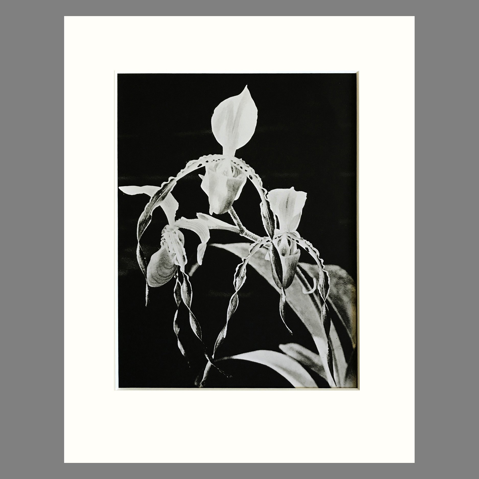 Orchid Photograph - Paphiopedilum Plate 16 - Matted Black & White Photogravure 11 x14