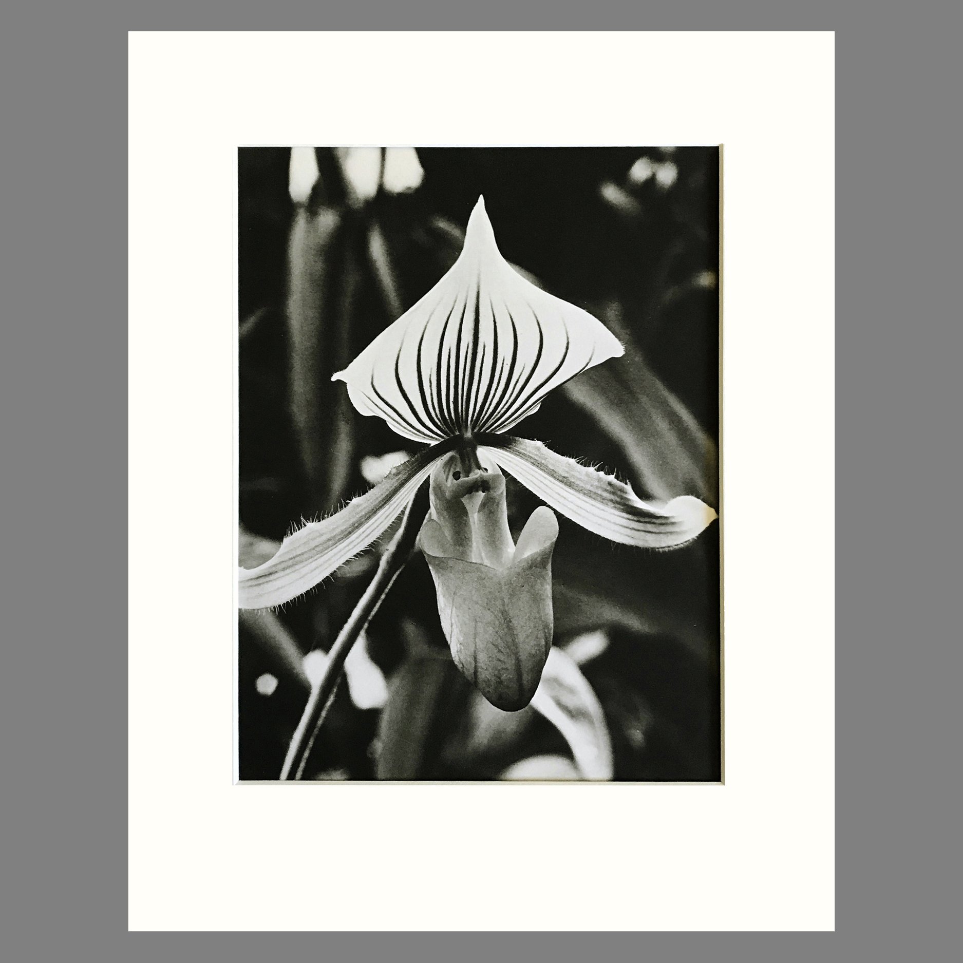 Orchid Photograph Plate 13 - Black & White Matted Photogravure Print 11 x 14 Inches