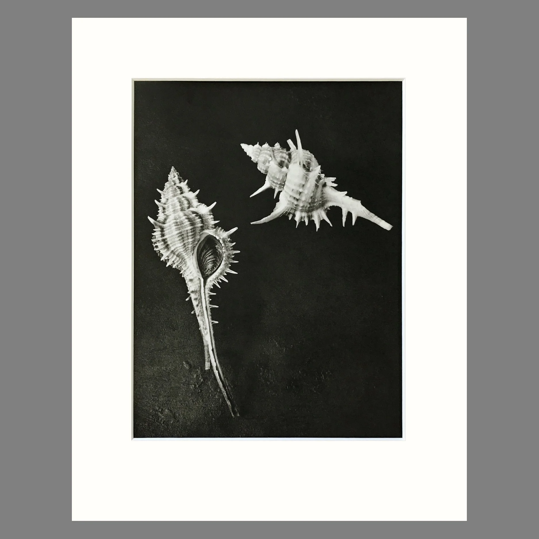 Black and White Shell Photograph - Murex Shells Plate 71 - 11 x 14 Matted Print