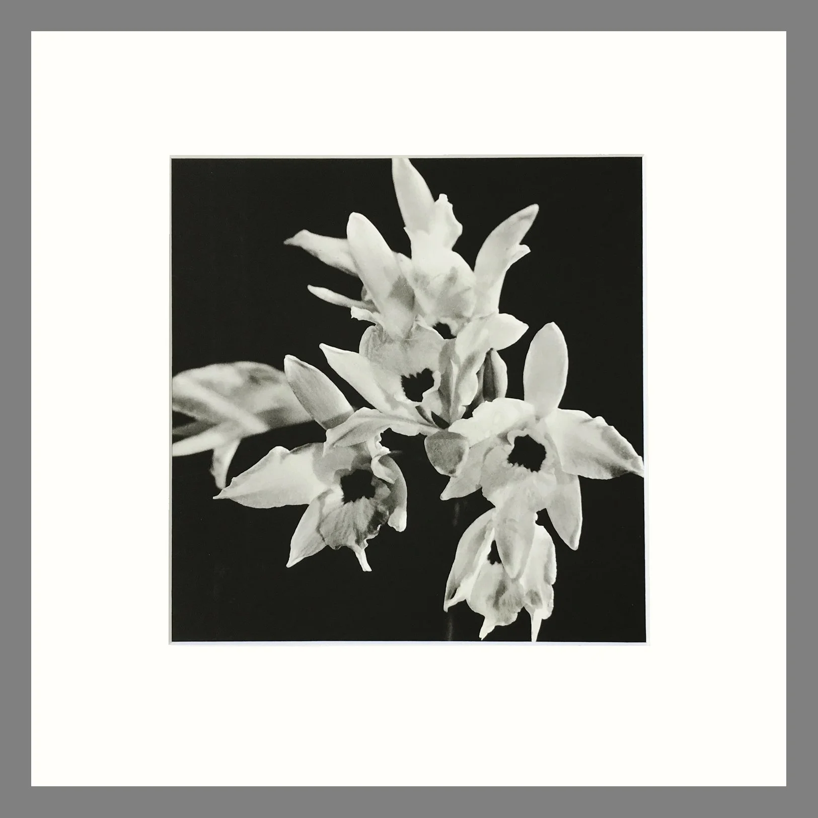 Black and White Orchid Photograph - Laelia Orchid Plate 59 - 16 x 16 Matted Print