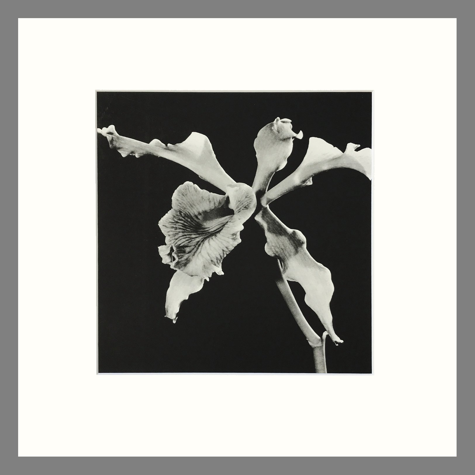 Black and White Orchid Photgraph - Lelia Orchid Plate 63 - 16 x 16 Matted Print