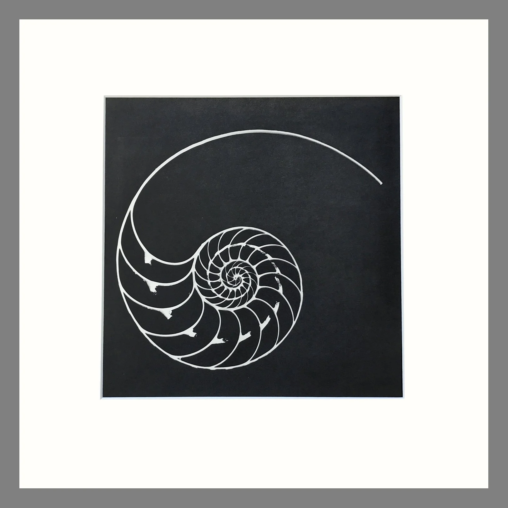 Chambered Nautilus - Plate 186 - Black and White Matted Print 16 x 16