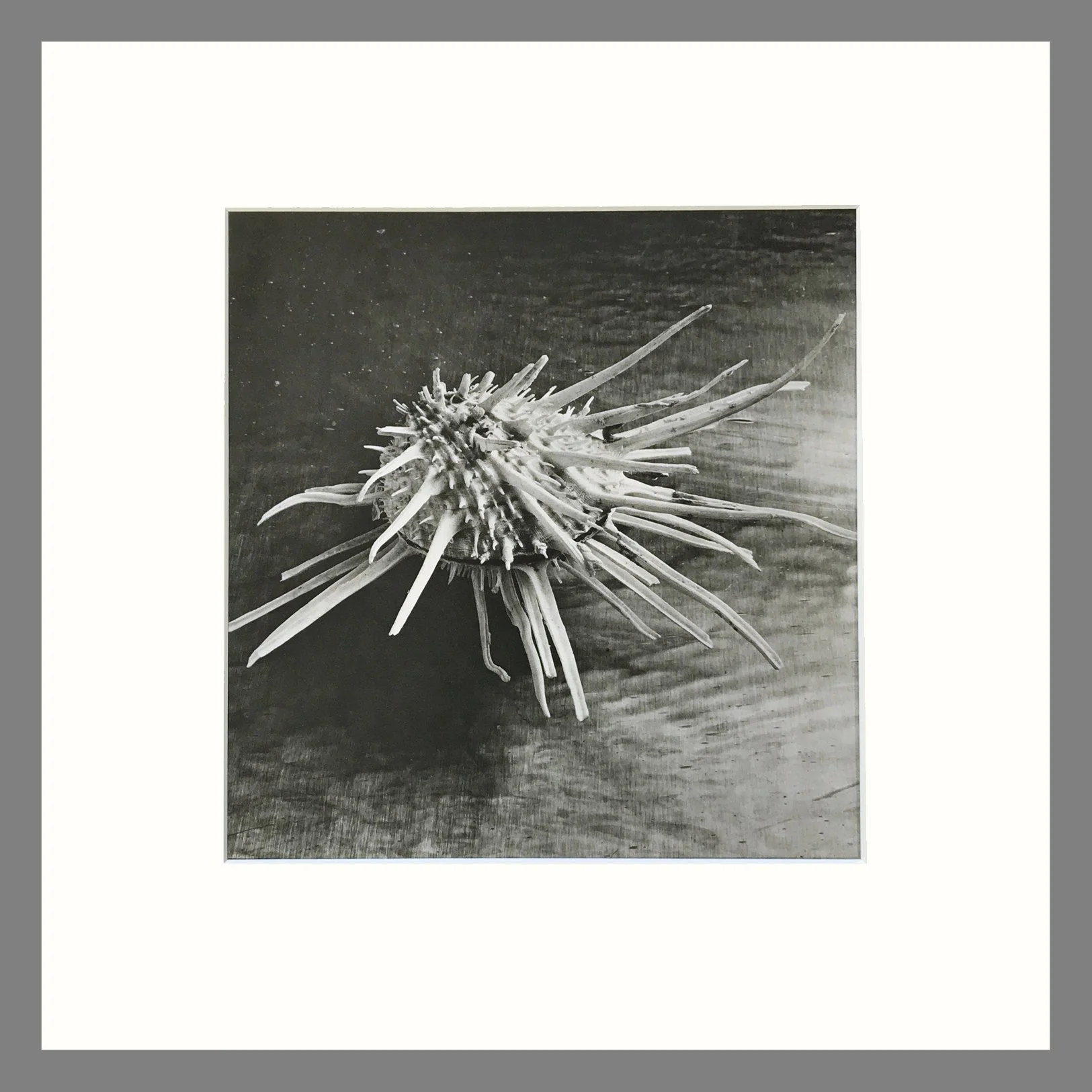 Black & White Shell Photograph  - Chrysanthemum Oyster Plate 158 - 16 x 16 Matted Print