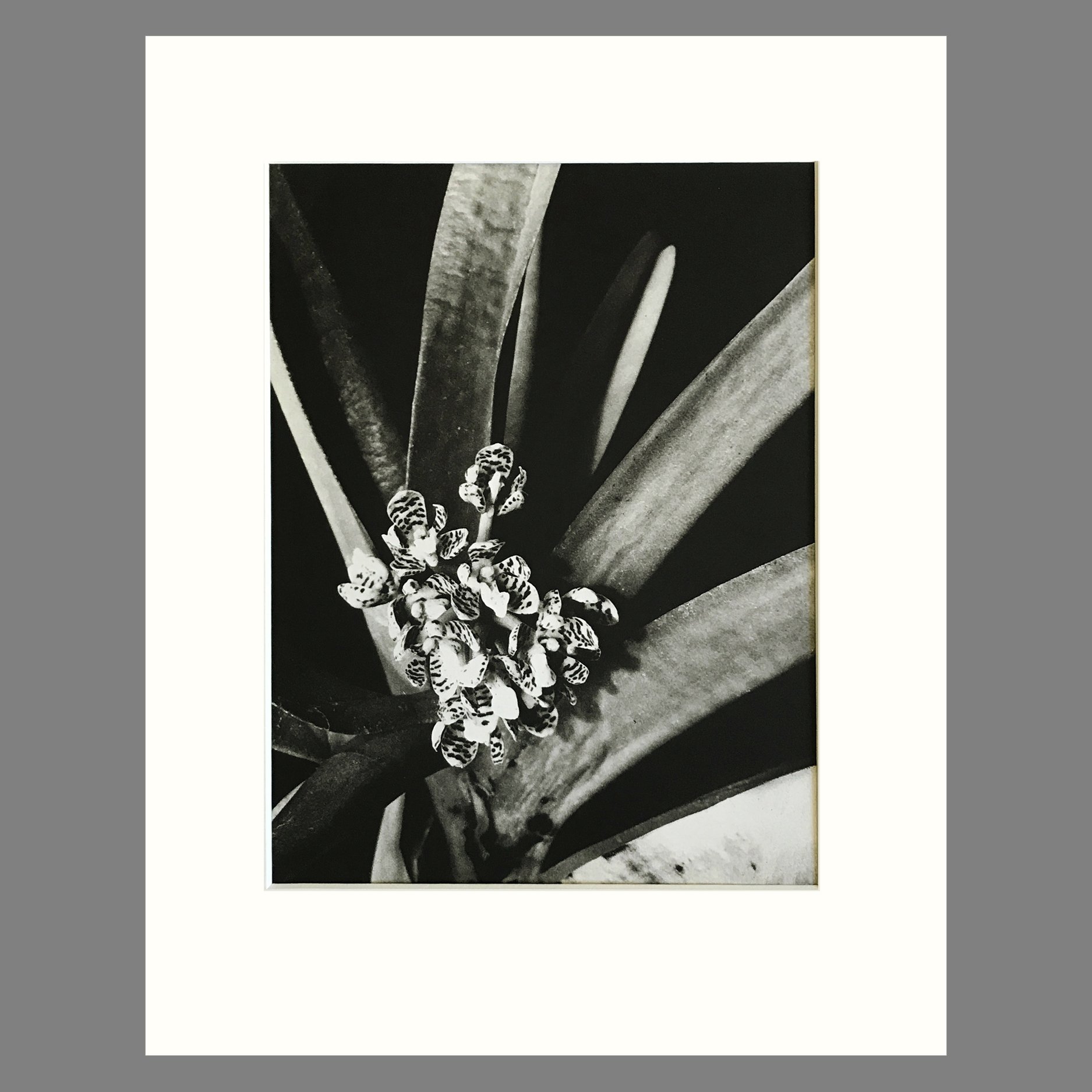 Plate 225 - Acampe, A. pachyglossa.jpg