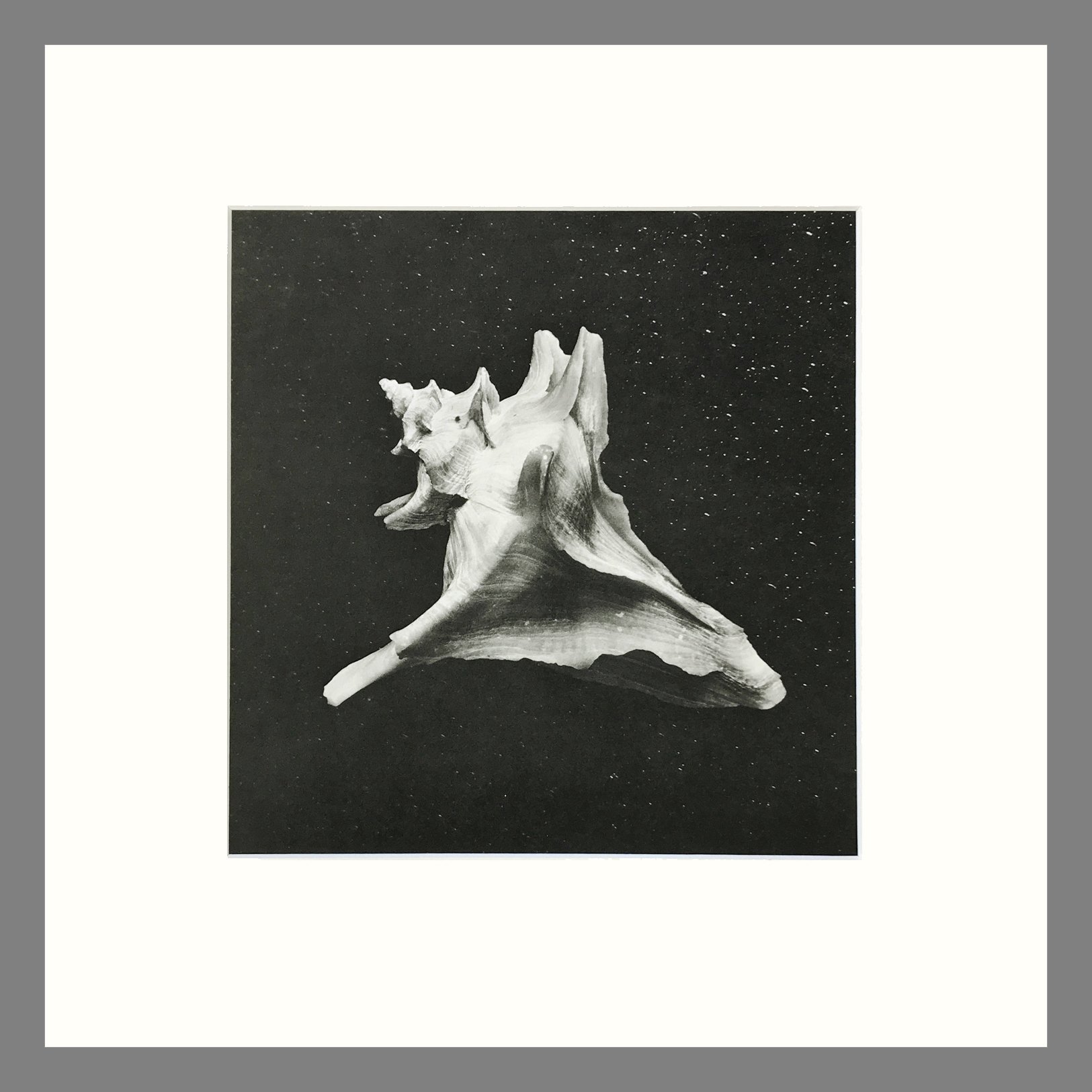 Black & White Shell Photograph - Forreria Shell Plate 82 - 16 x 16 Matted Print