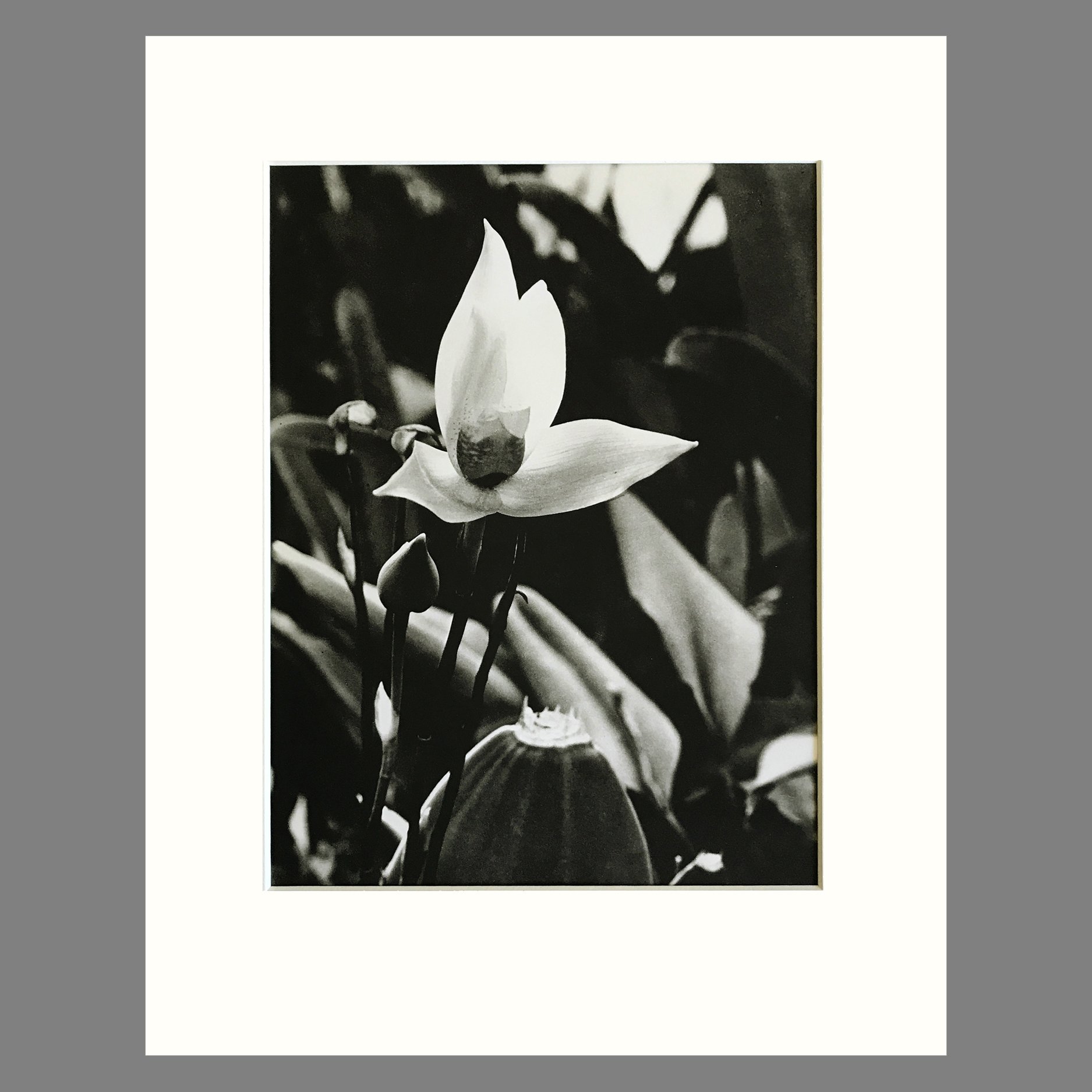 Plate 140 - Lycaste, L. cruenta.jpg