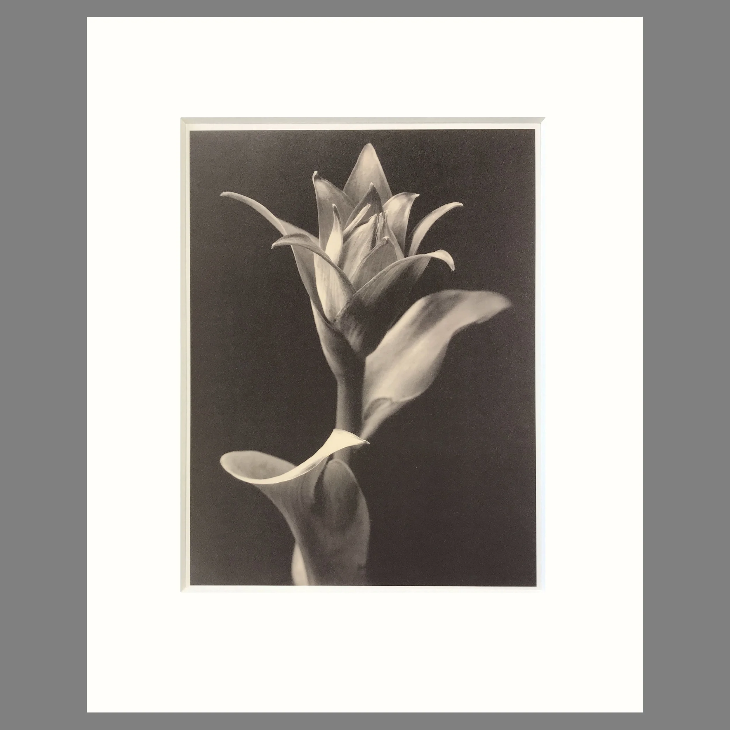 Tom Baril Botanica - Hosta  Plate 23 - 16 x 20 Matted Print
