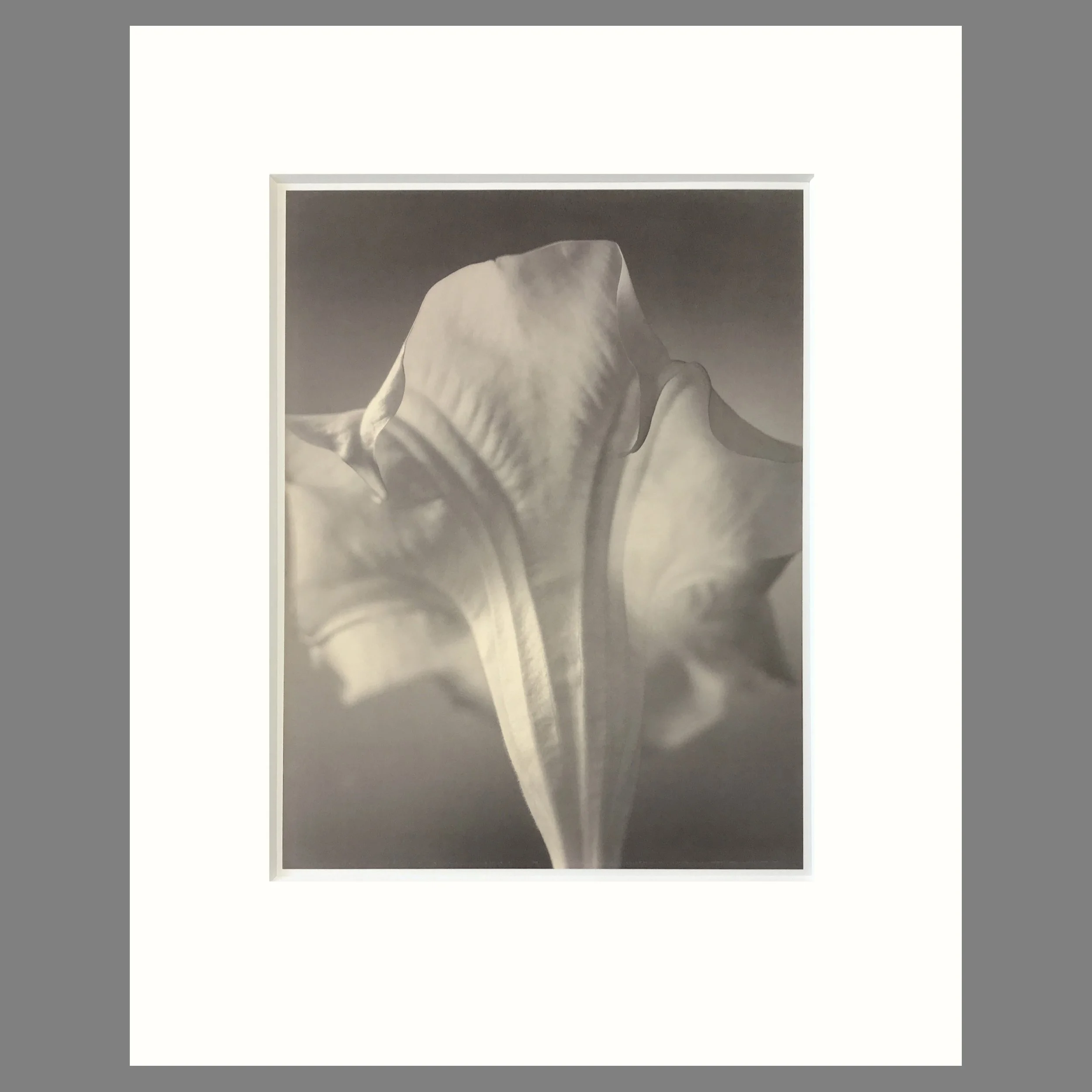 Tom Baril Botanica - Brugmansia  Plate 50 - 16 x 20 Matted Flower Print