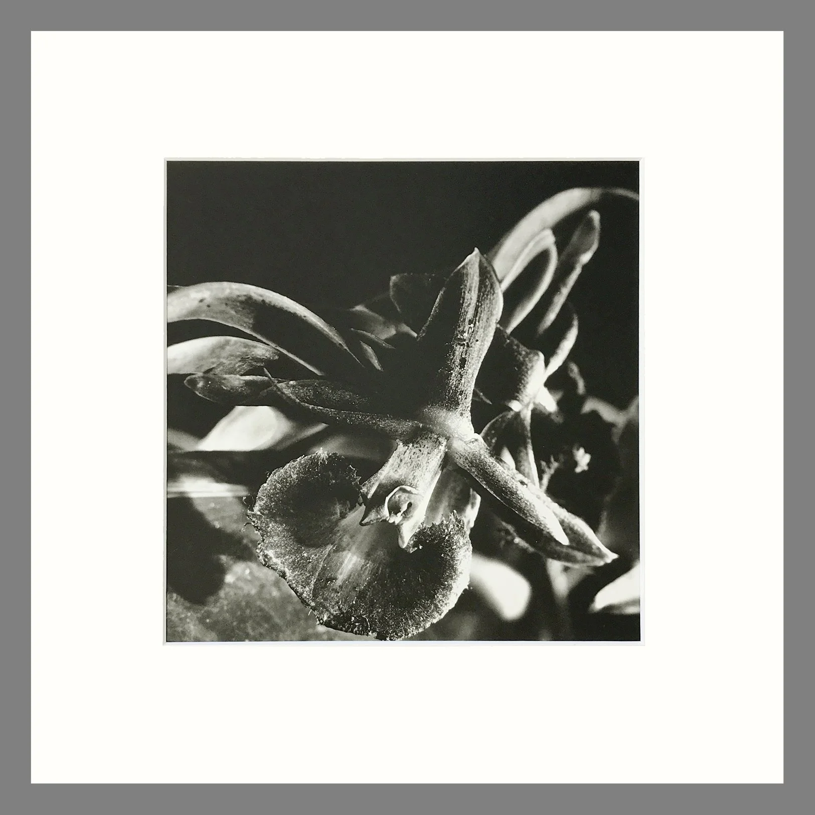 Black andWhite Orchid Photogravure - Epidendrum Orchid Plate 40 - 16 x 16Matted Print