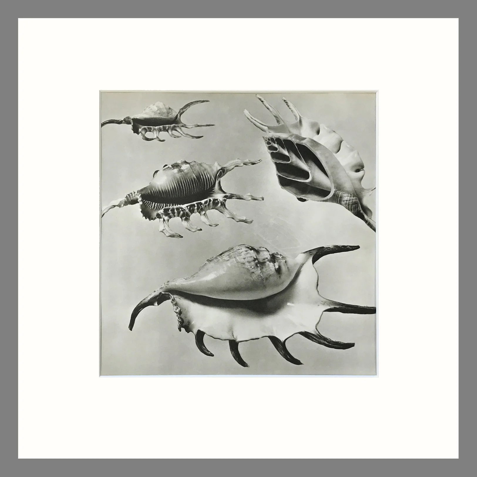 Black & White Shell Photograph - Conch Shells Plate 25R - 16 x 16 Matted Print