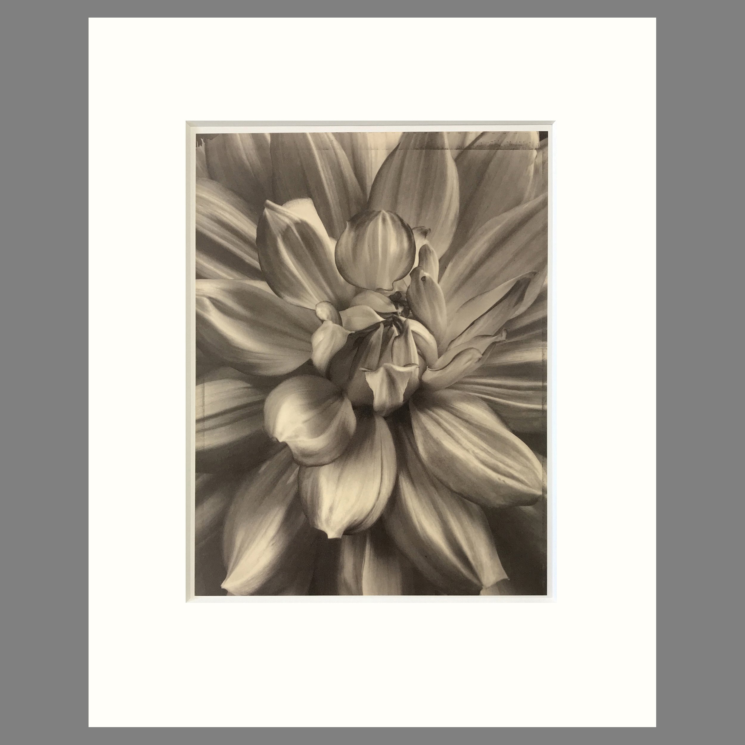 Tom Baril Botanica - Dahlia Plate 5 - 16 x 20 Matted Print