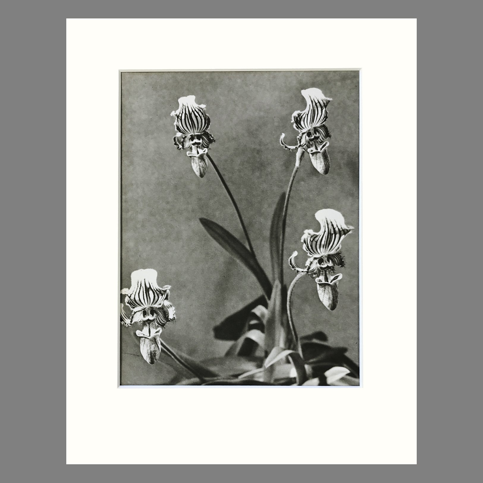 Plate 12 - Paphiopedilum.jpg