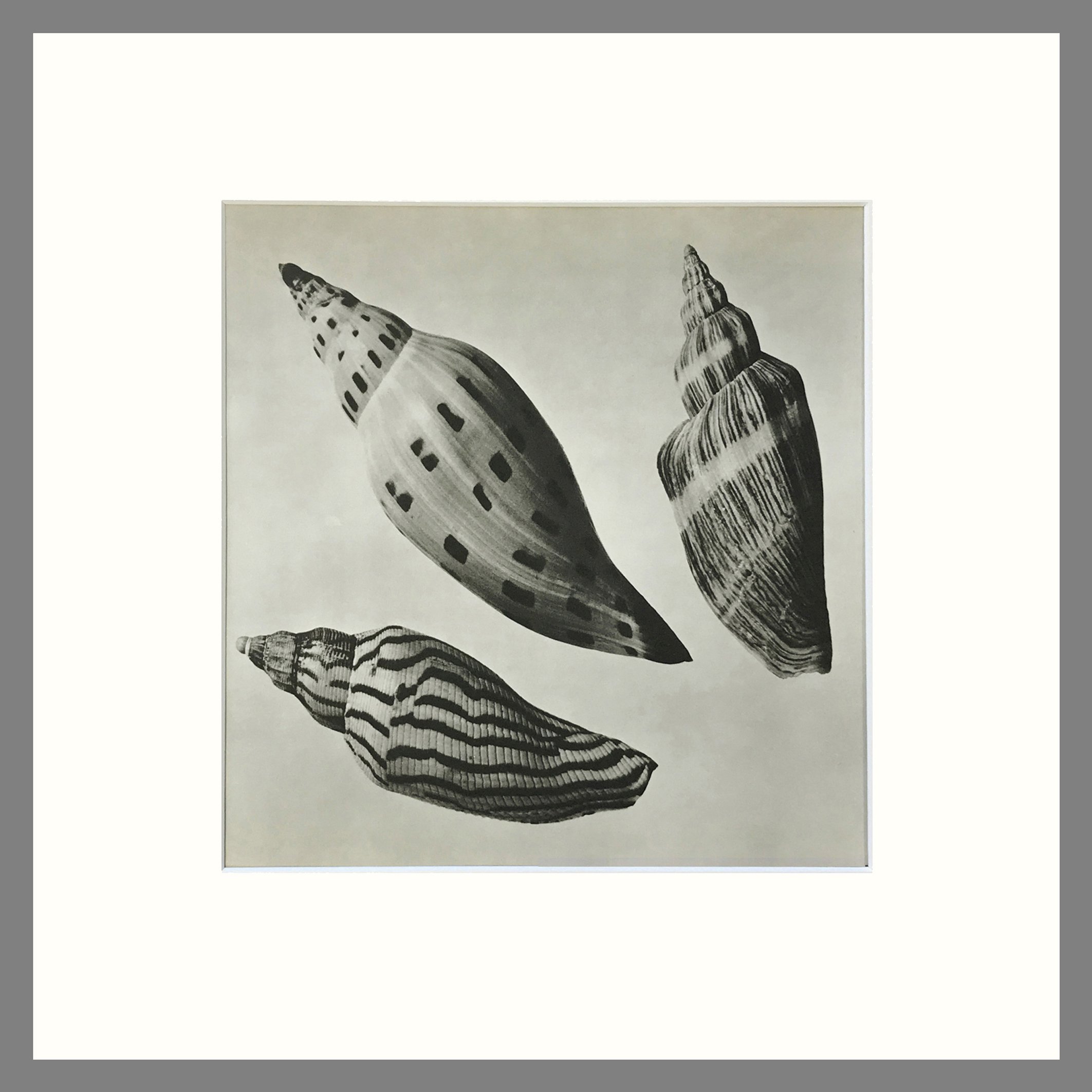 Shell Plate 110SQ.jpg
