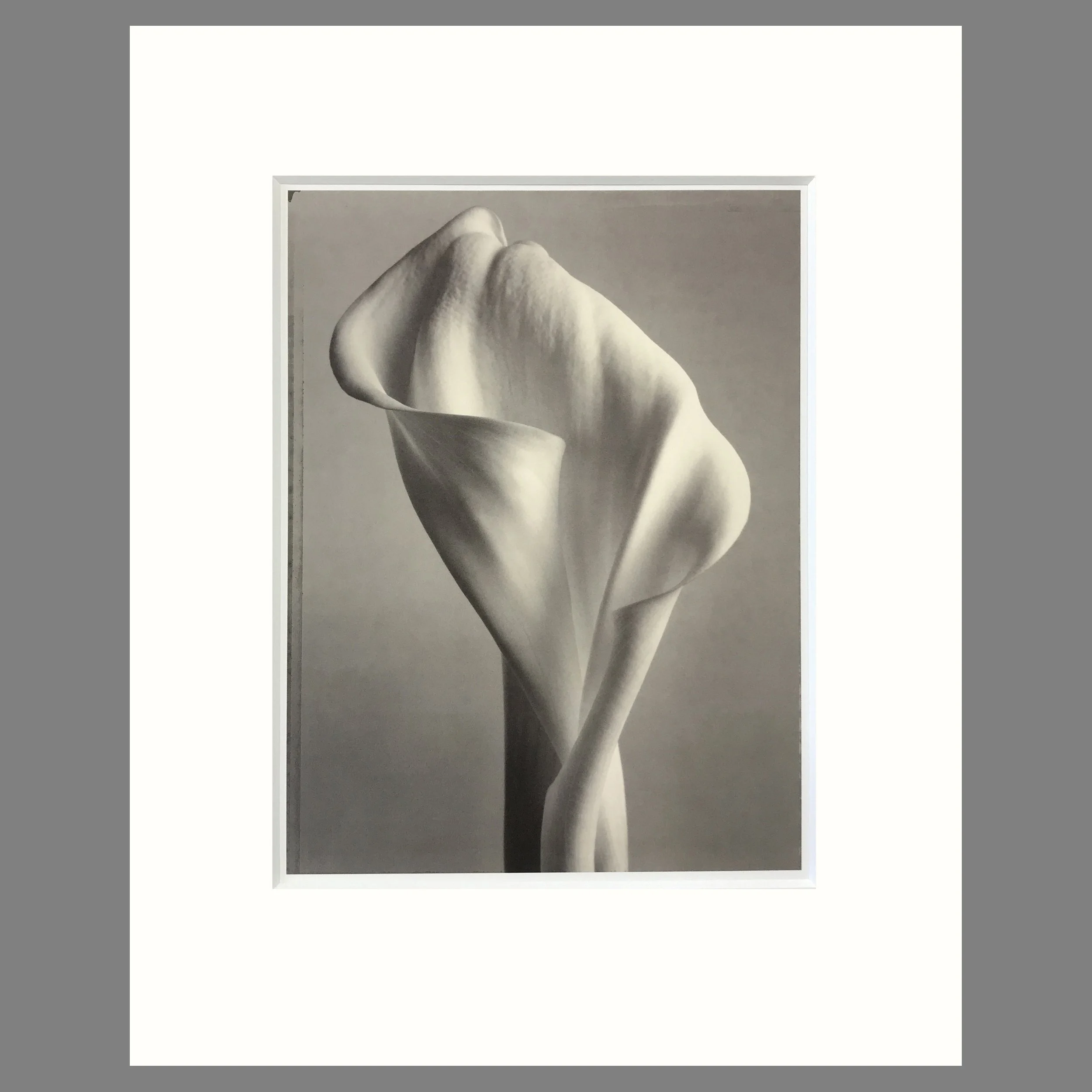 Tom Baril Botanica - Calla Lily Plate 58 - 16 x 20 Matted Flower Print