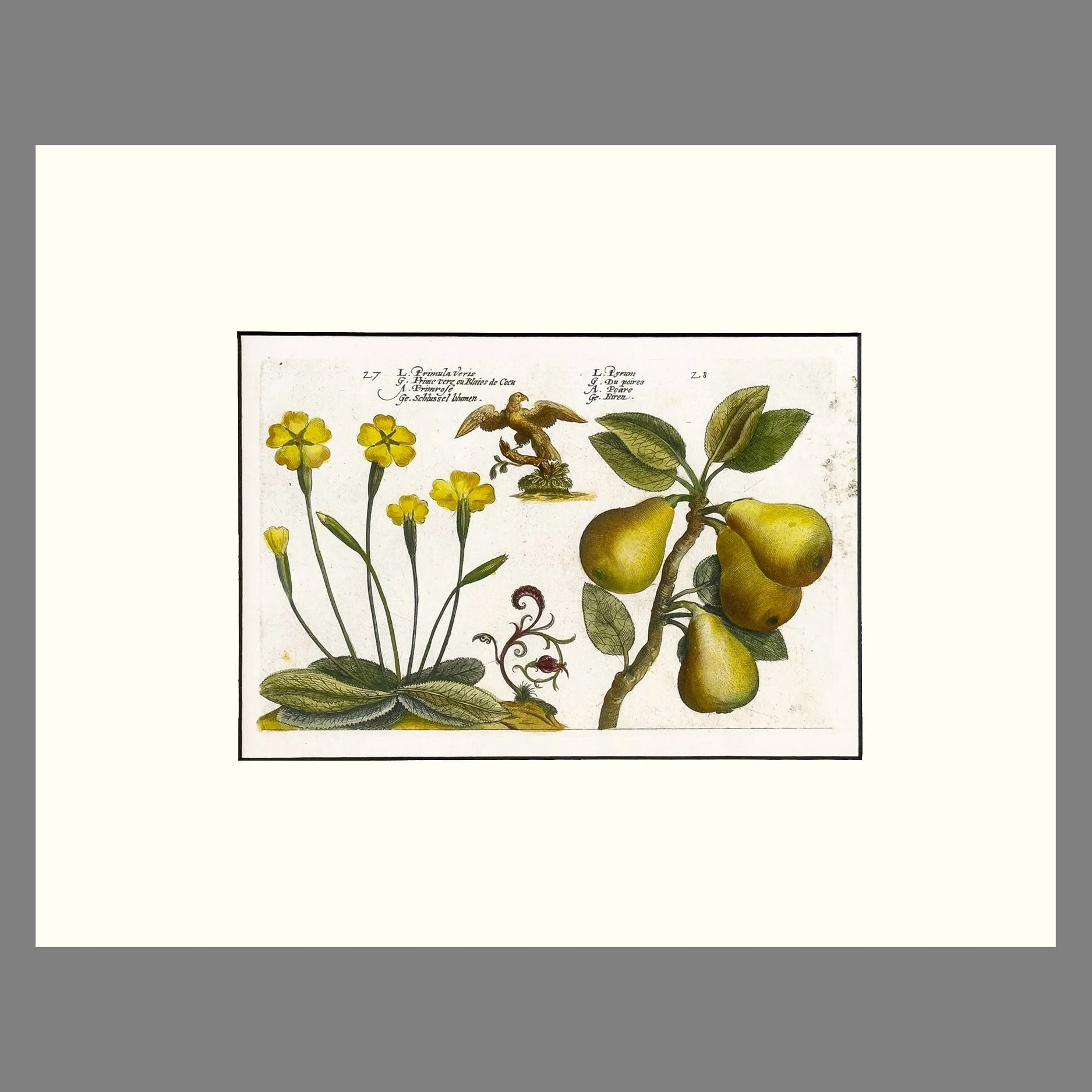 DePasse-Primroses&PearsSQ2.jpg