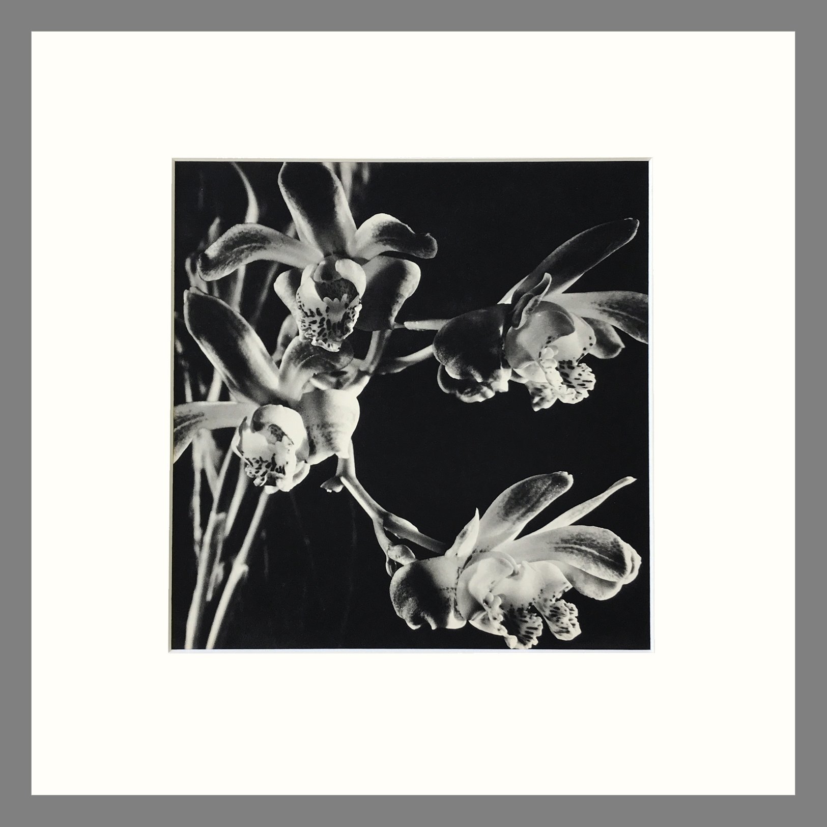 Black and White Orchid Photogravure - Chysis Orchid Plate 106 - 16 x 16 Matted Print