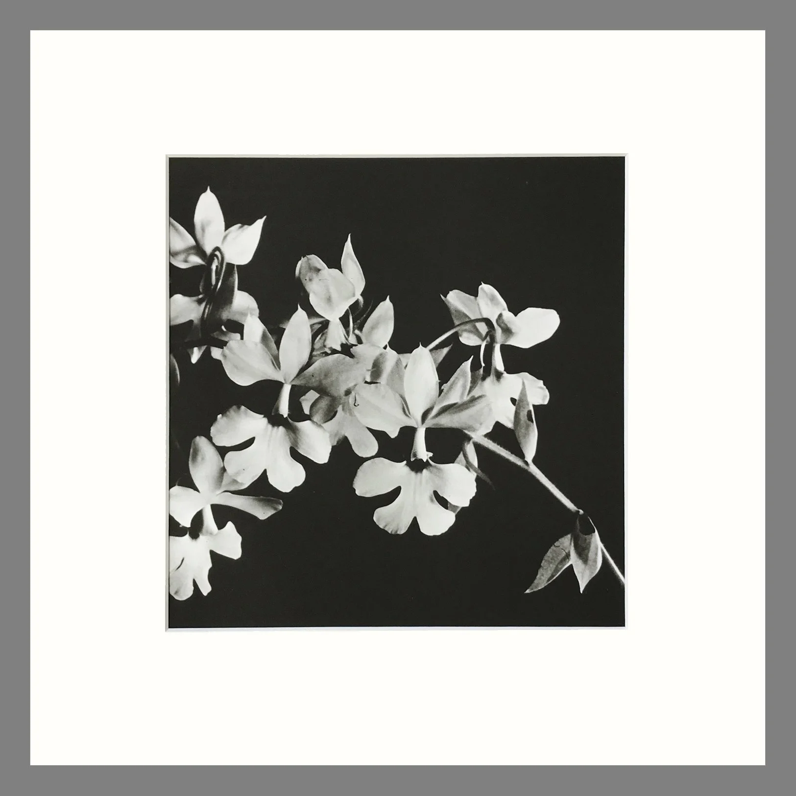 Black and White Orchid Photogravure - Calanthe Orchid Plate 99 - 16 x 16 Matted Print