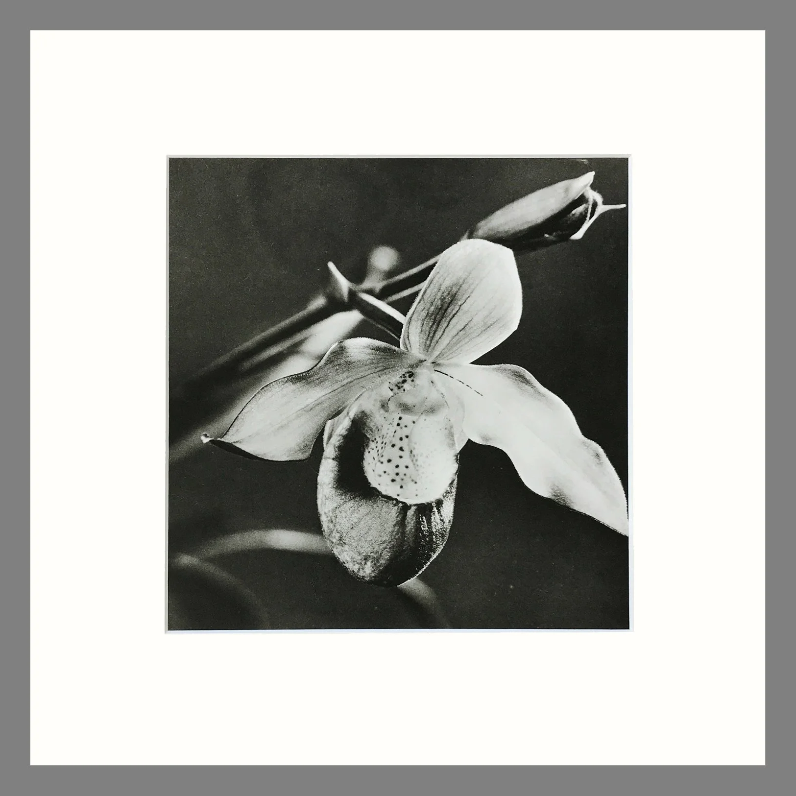 Black and White Orchid Photogravure - Phragmipedium Orchid Plate 8 - 16 x 16 Matted Print
