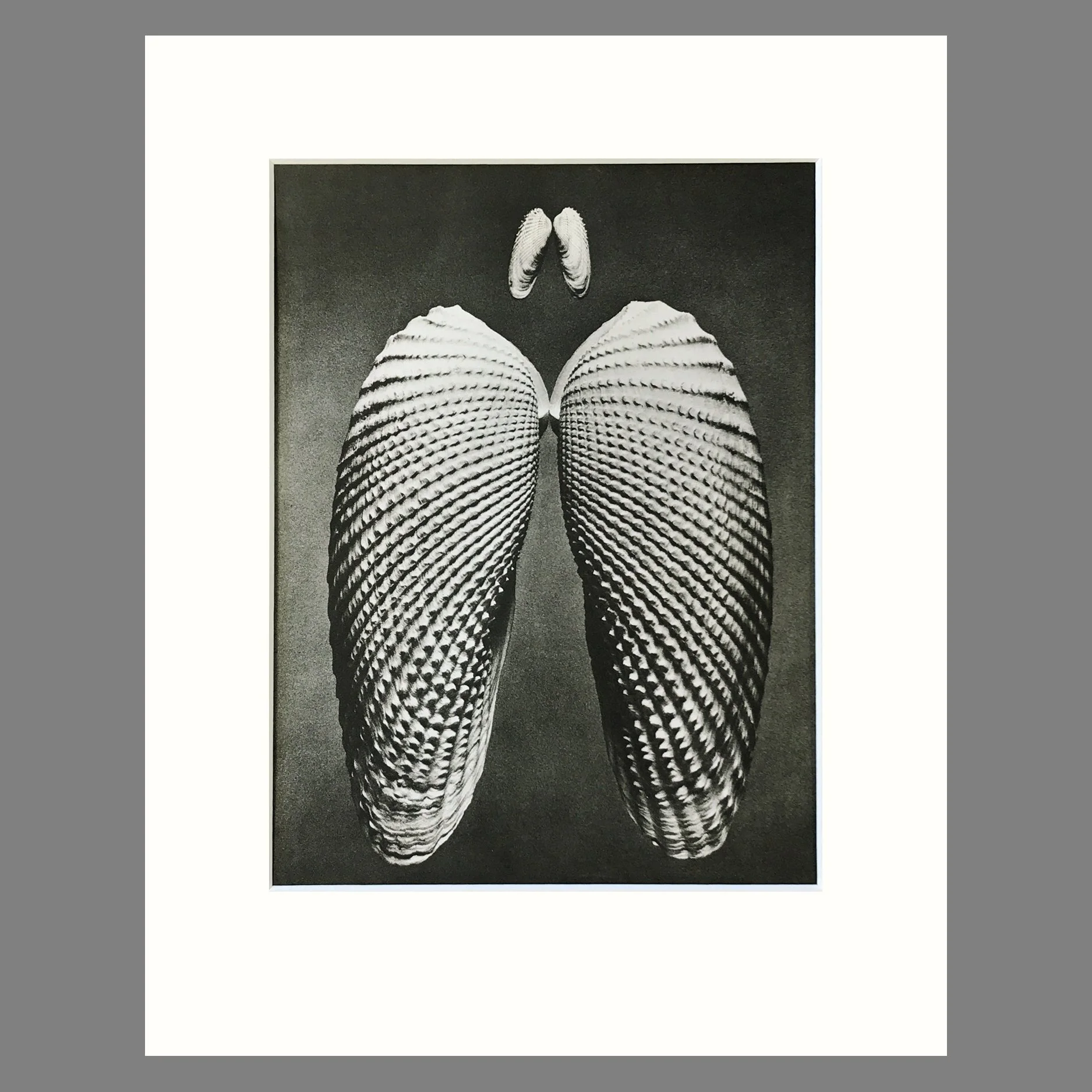 Black and White Shell Photograph - Angel Wing Shell Plate 183 - 11 x 14 Matted Print