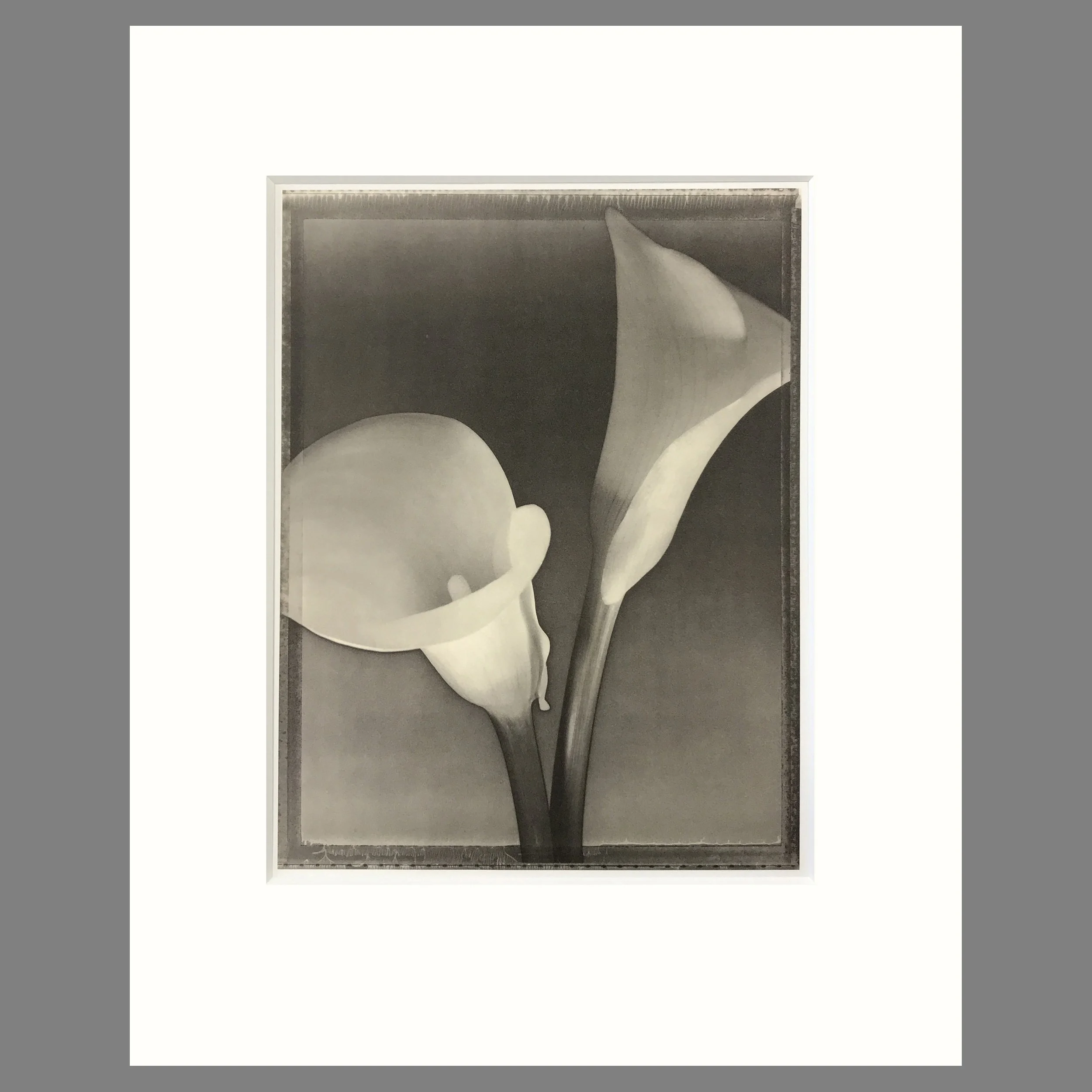 Tom Baril Botanica - Calla Lilies Plate 19 - 16 x 20 Matted Print